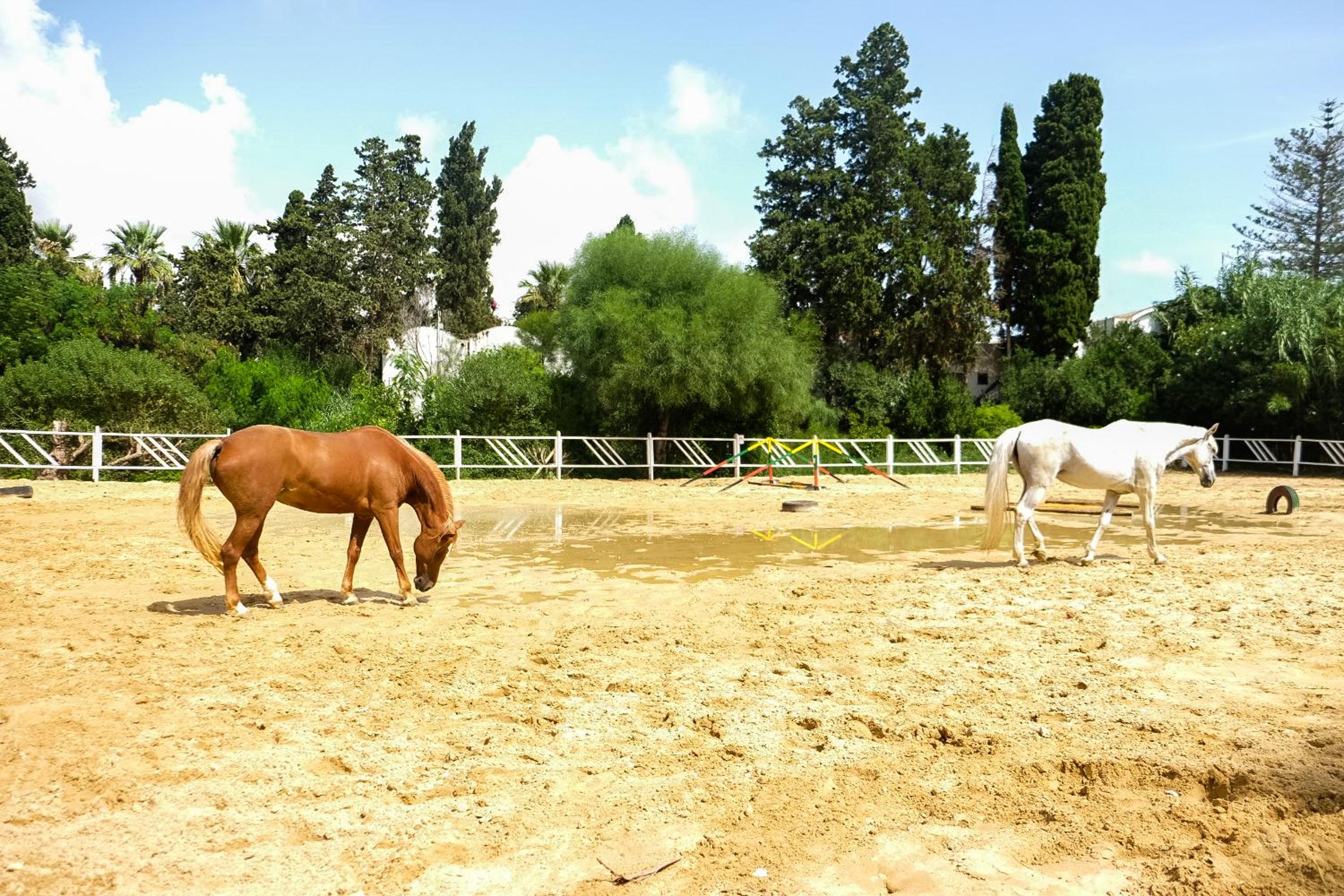 Hammamet Vacations - The Orangers Beach Resort and Bungalows All Inclusive - Property Image 39