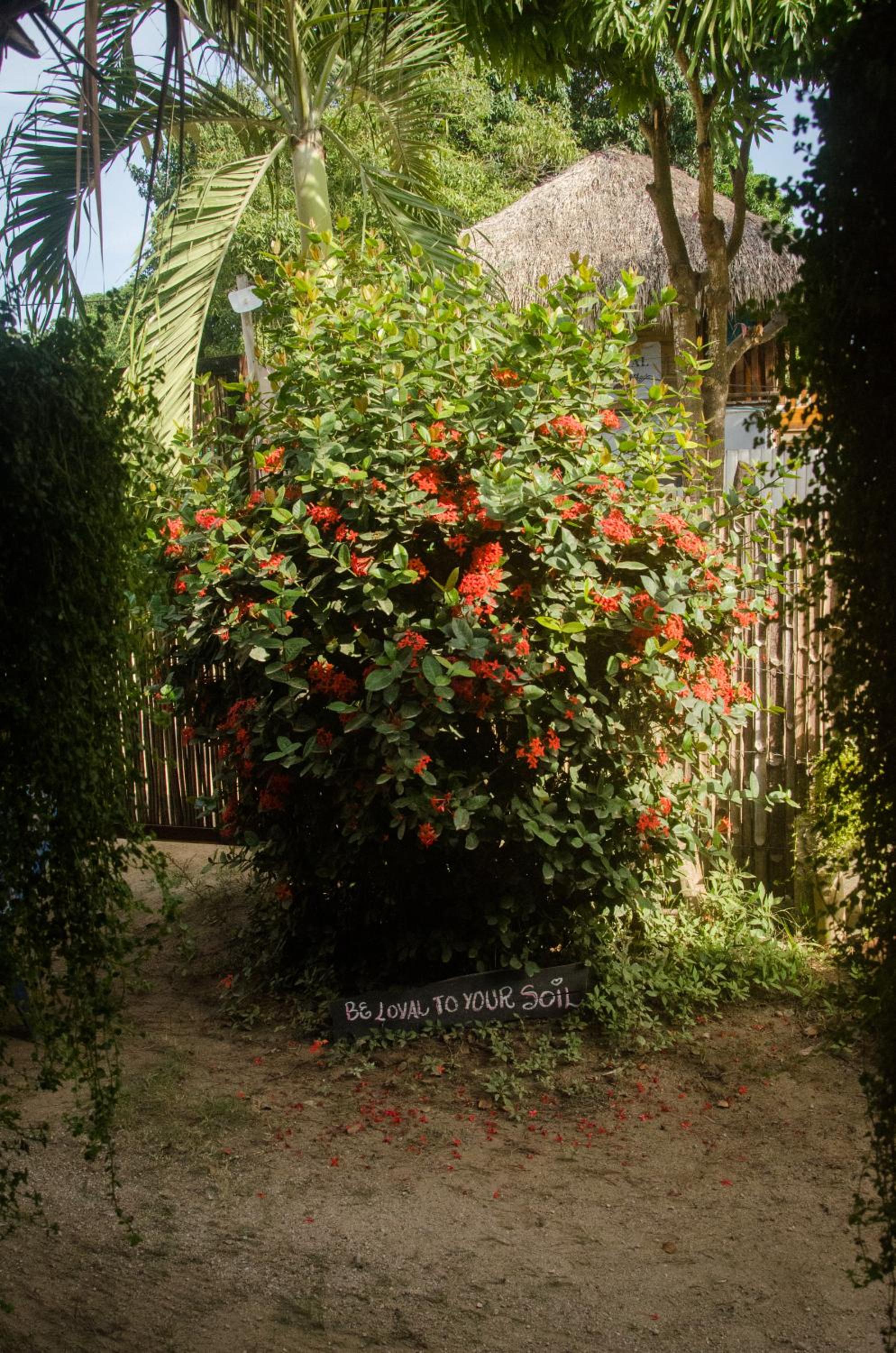 Photo 50