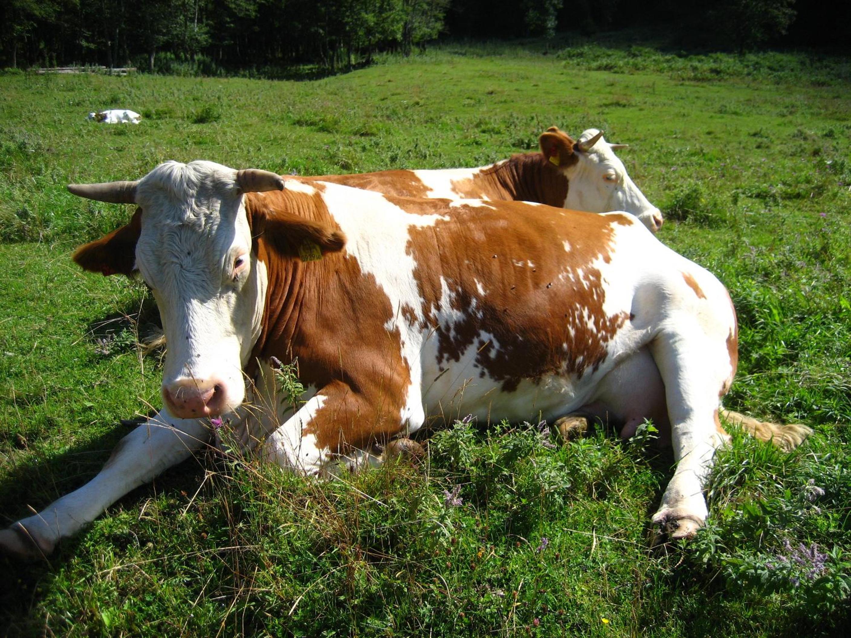 Bio Bauernhof Vorderoberlehen
