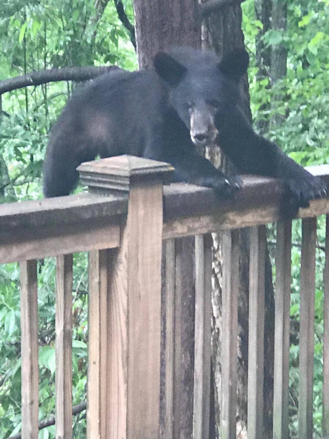 Lazy Bear Lodge, Bild 10