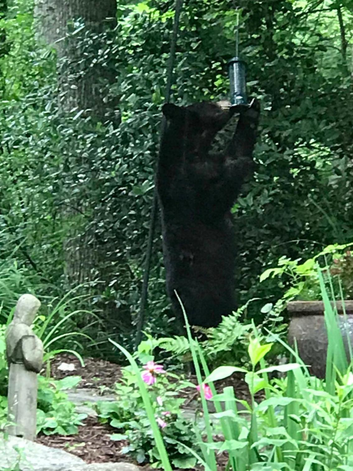 Lazy Bear Lodge, Bild 48