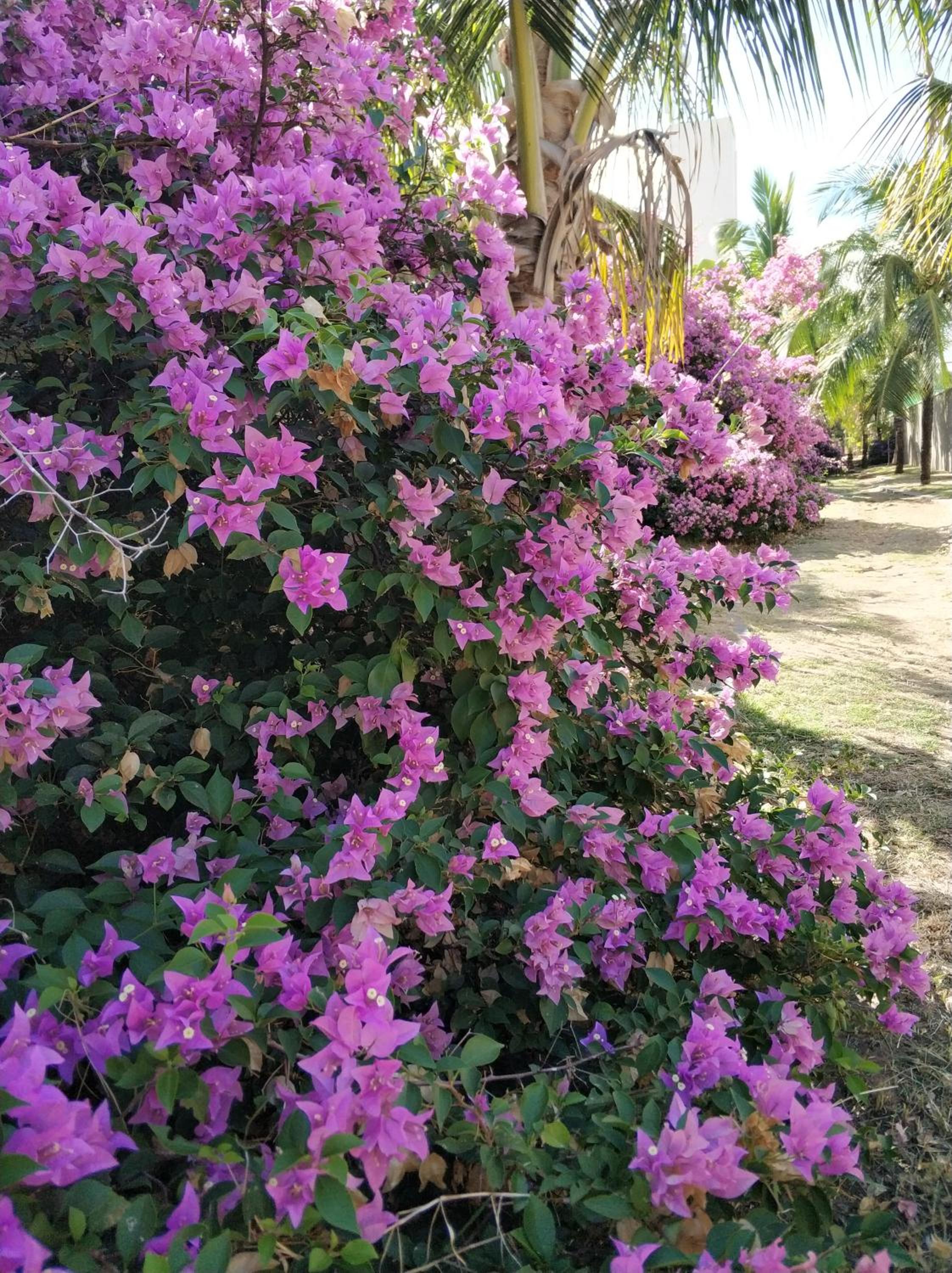 Polinésia Resort Beira Mar Muro Alto Porto de Galinhas
