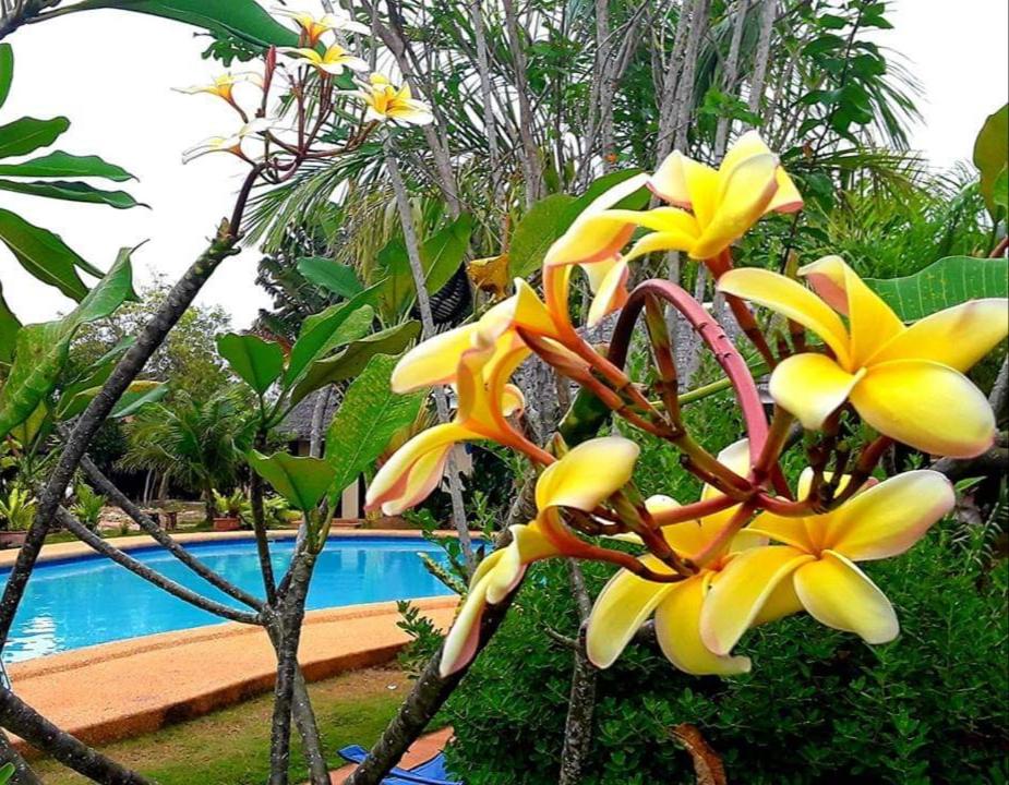 Adayo Cove Resort