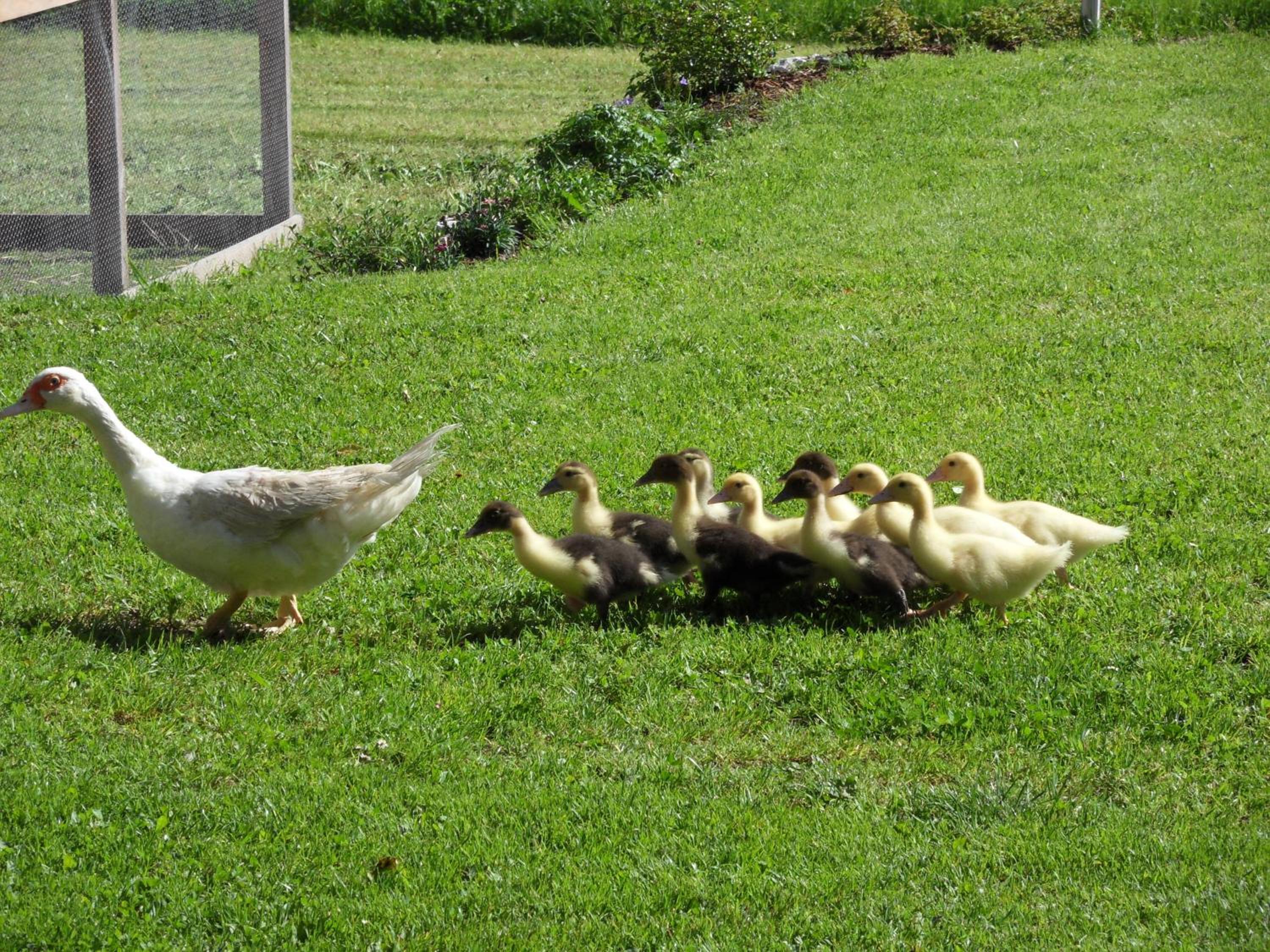 Photo 51