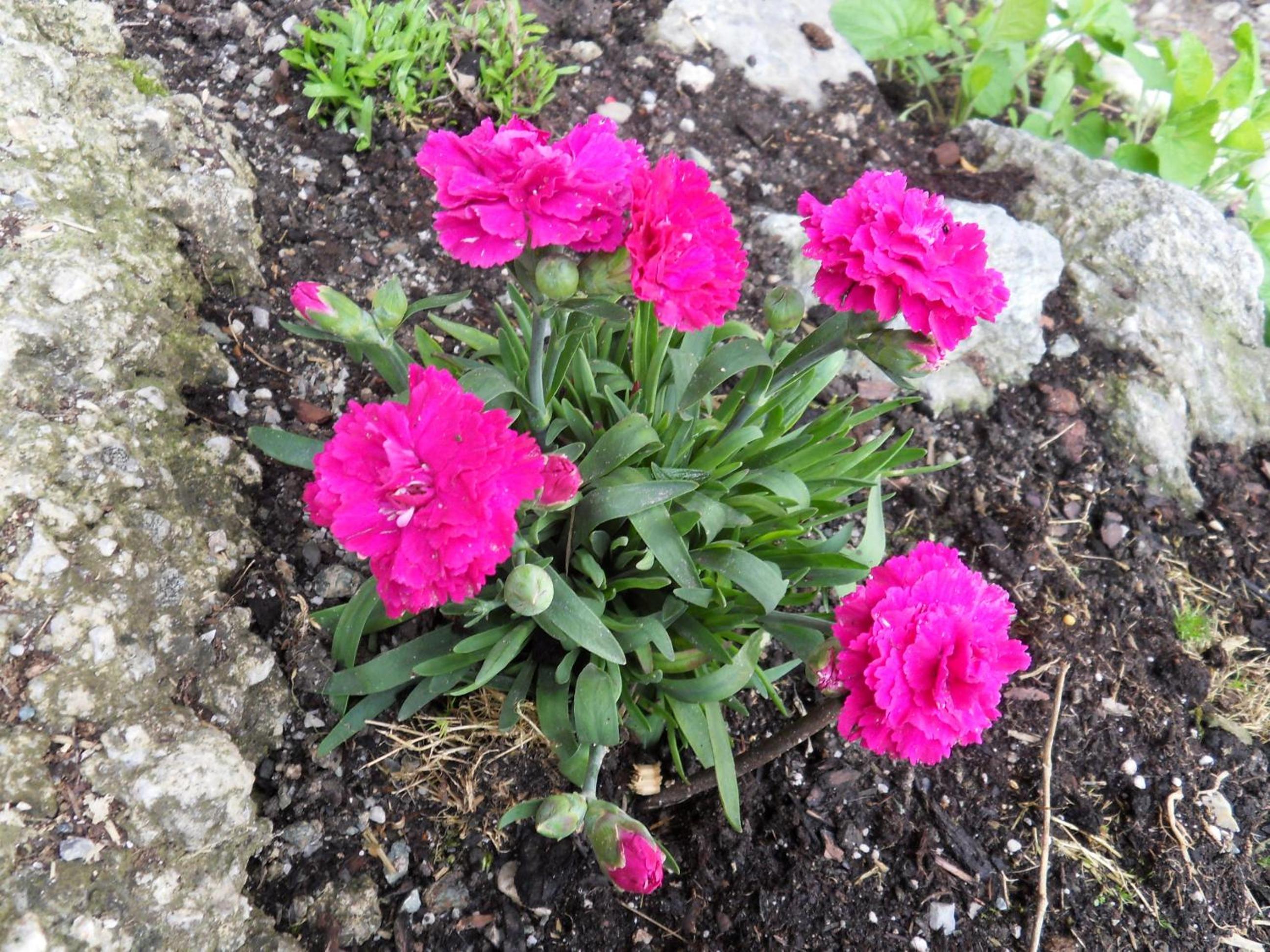 Photo 27
