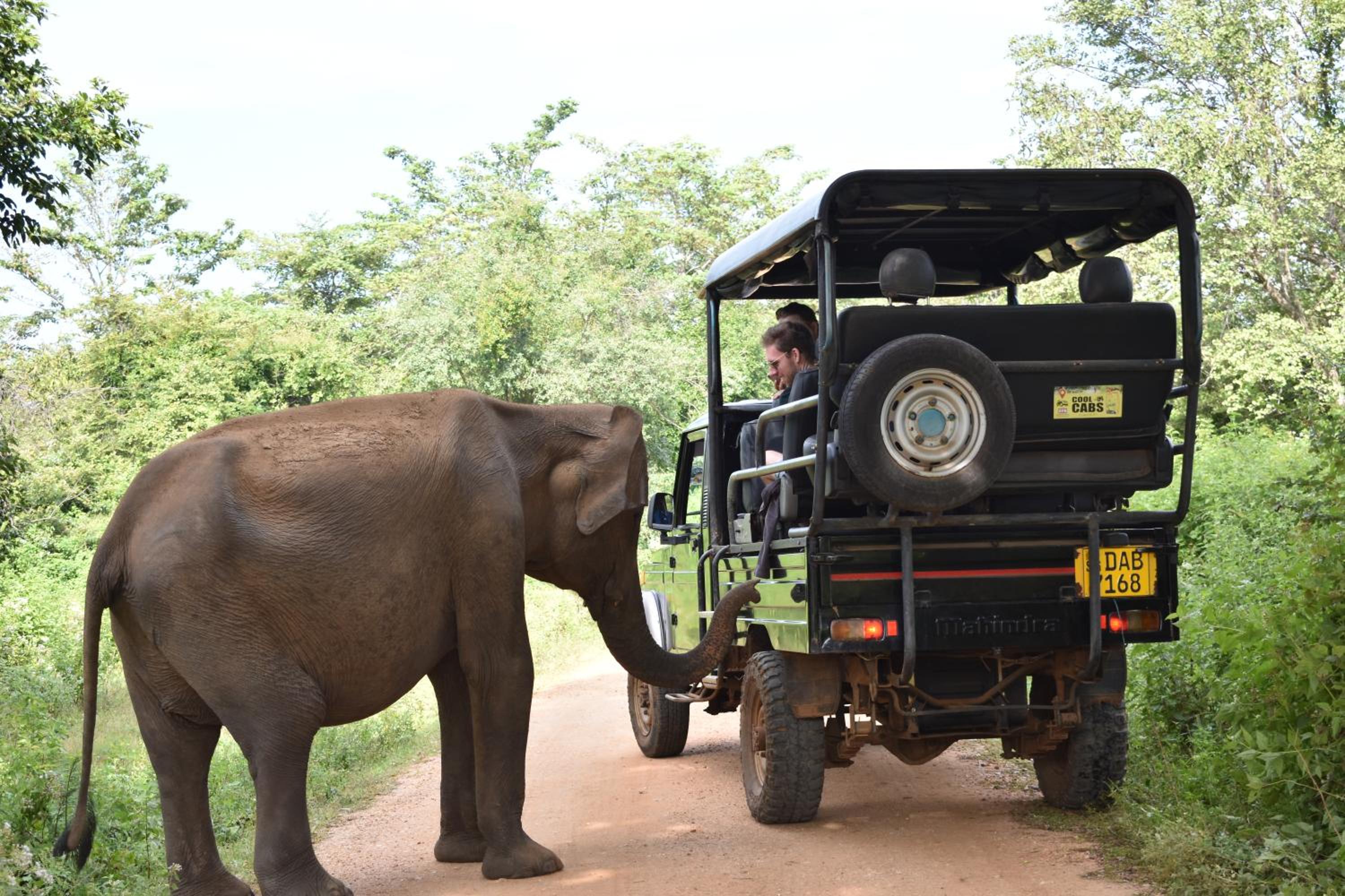 Forest Edge Safari Villa