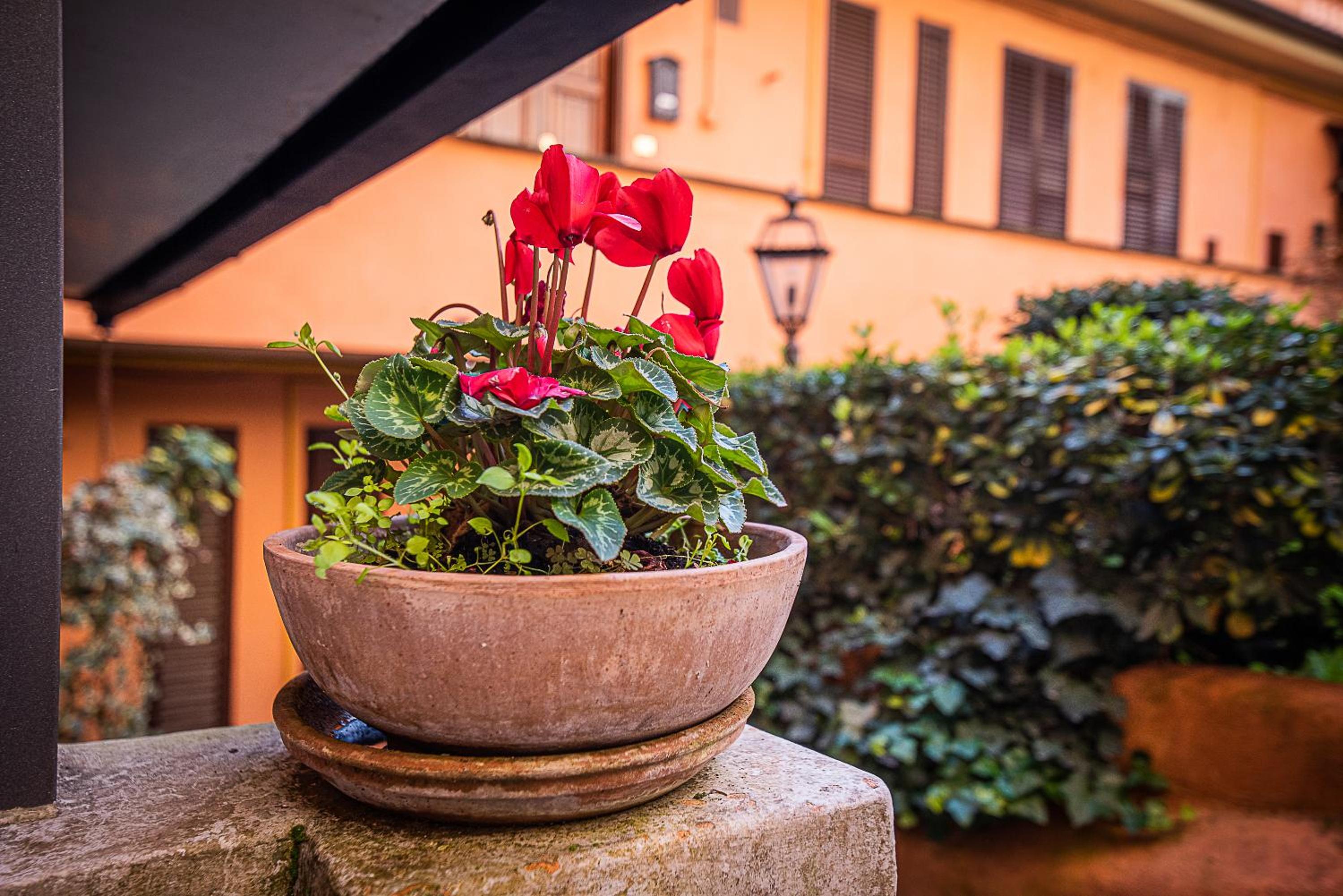 Cosy studio in the greenest corner of Trastevere