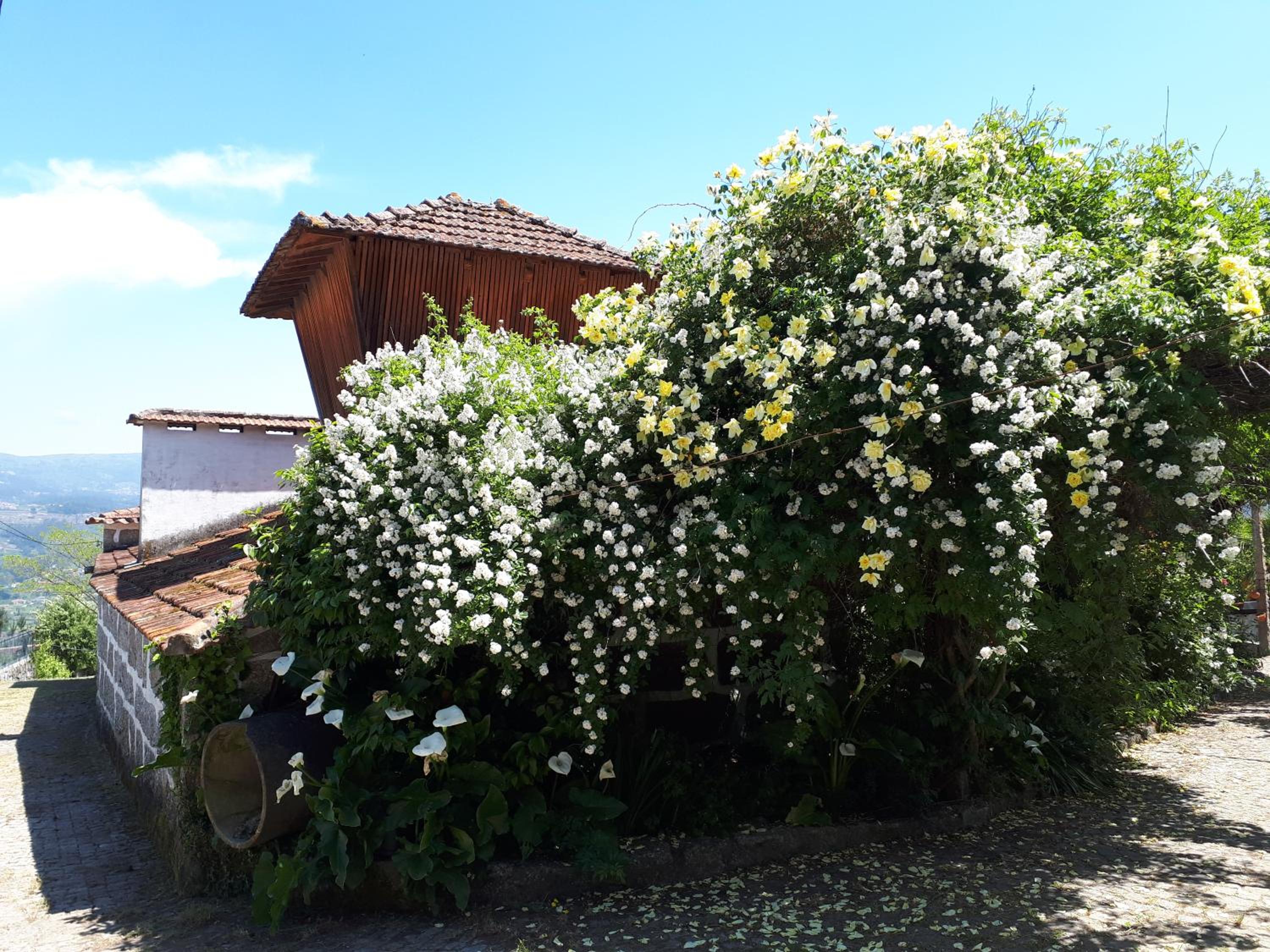 Photo 61