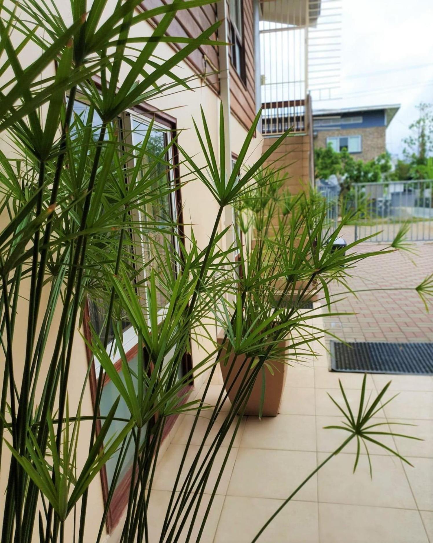 Amalia Apartments