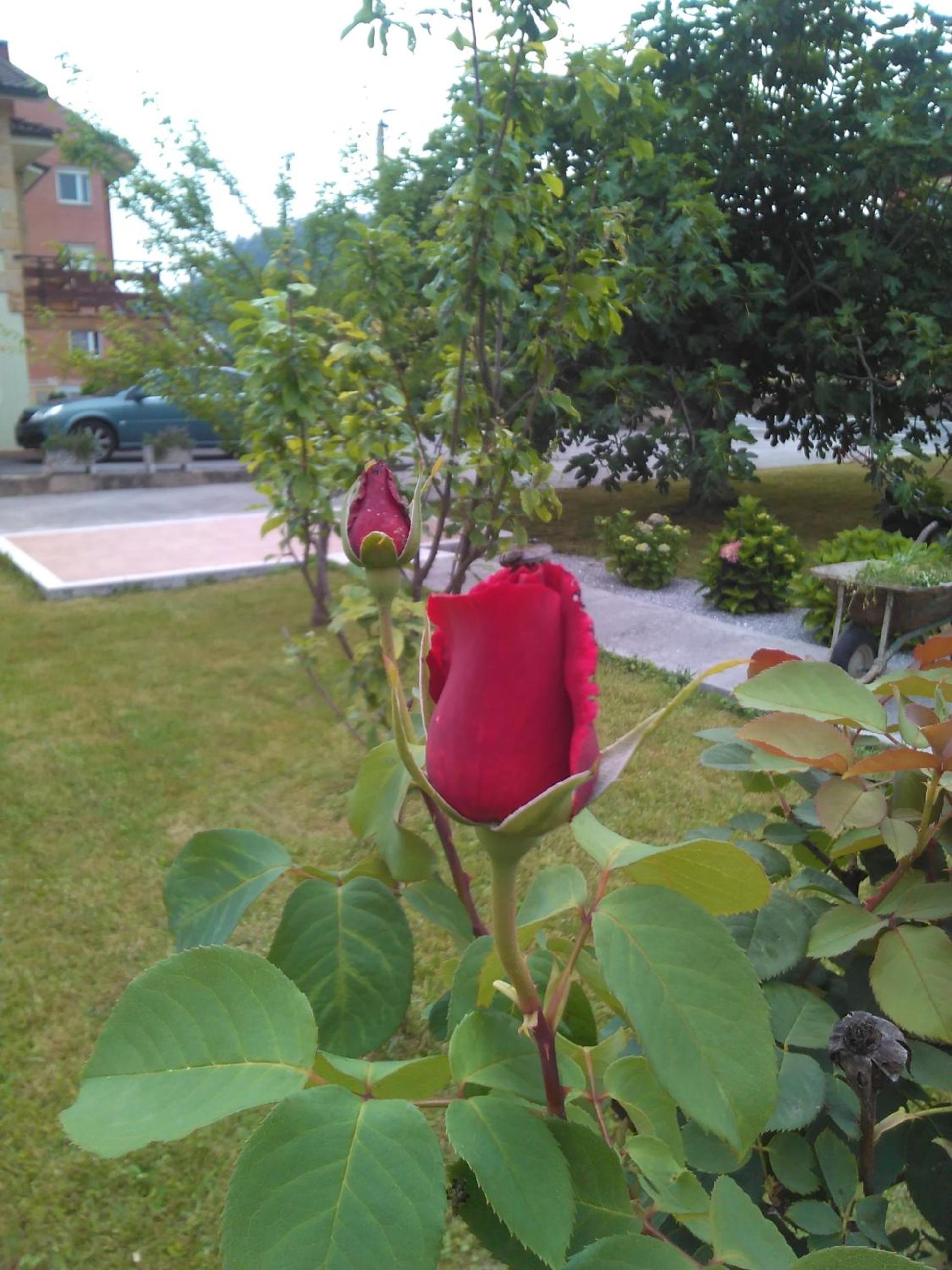 Las Higueras -casa con jardín- view 2