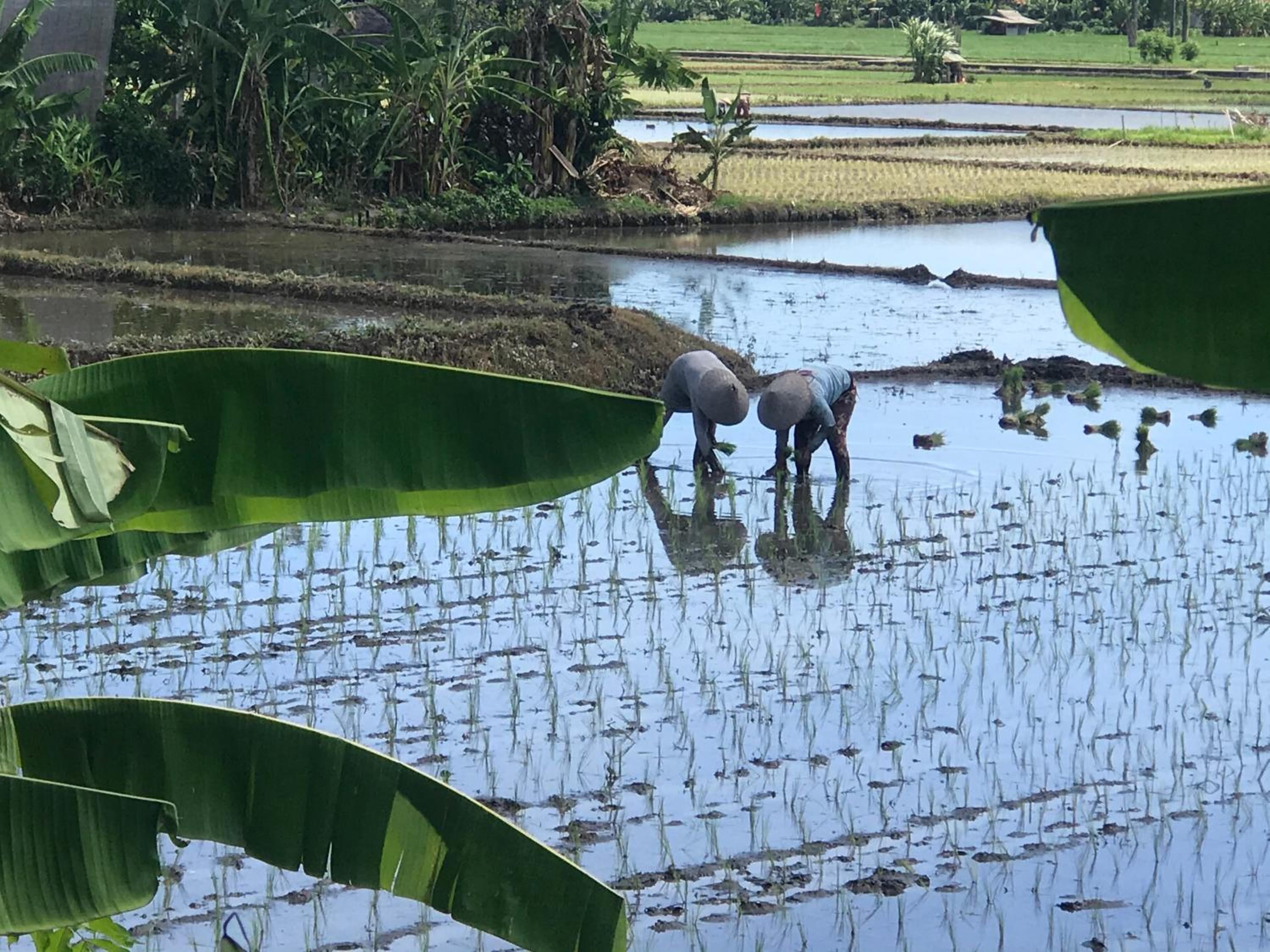 Bali Eco Living Yoga Healing Meditation and Retreat Center