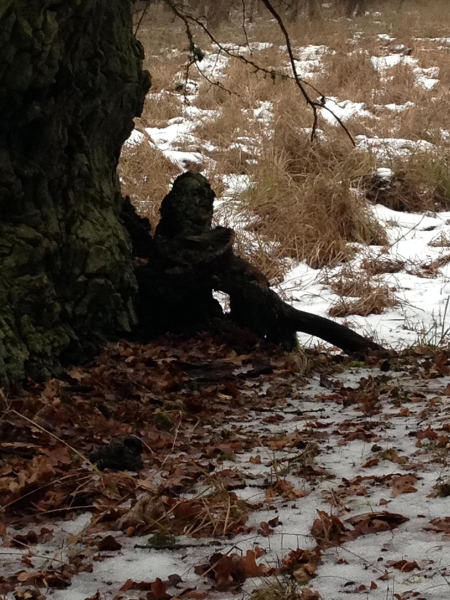 Photo 46