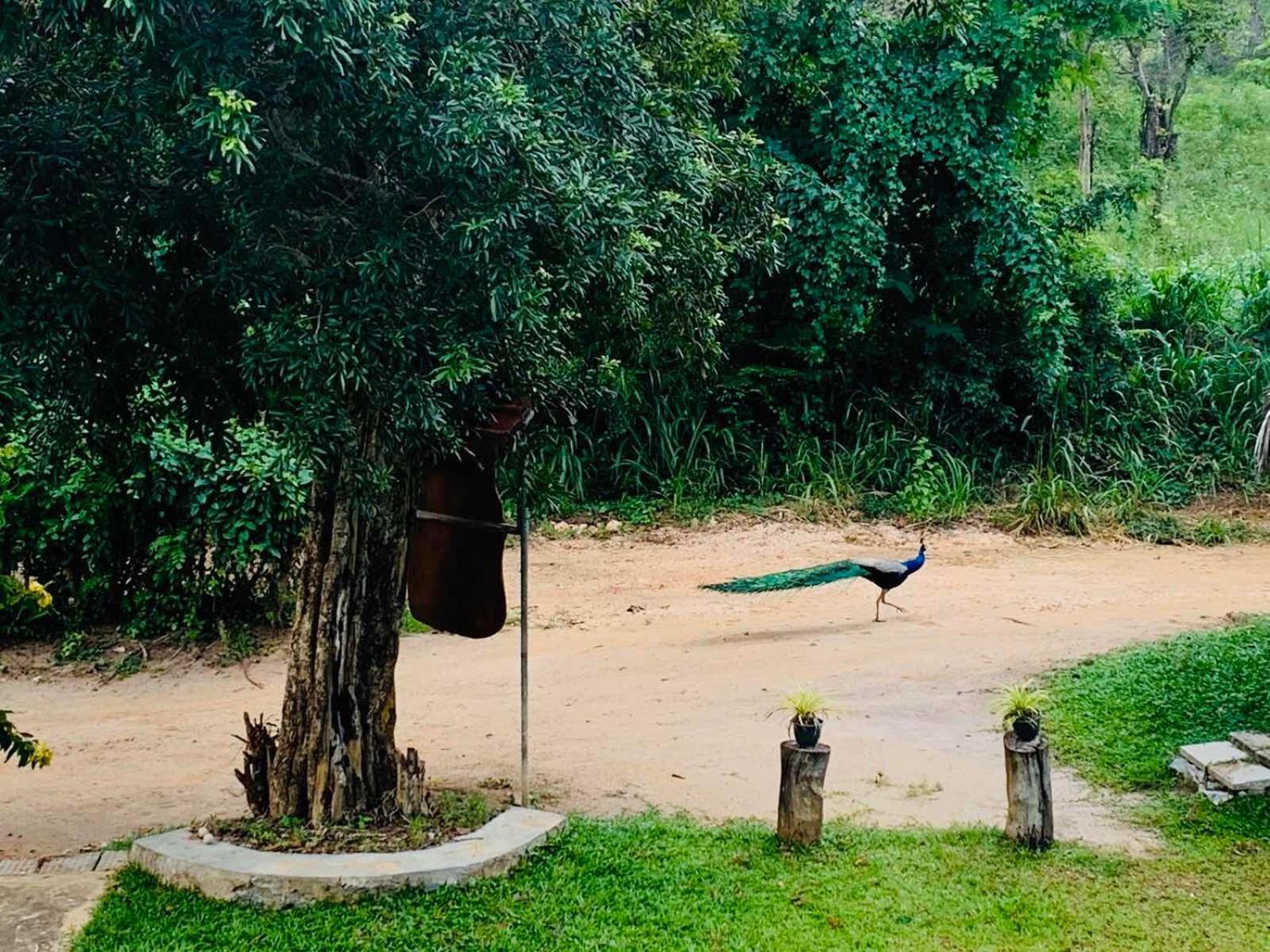 Sigiriya Rock Hide