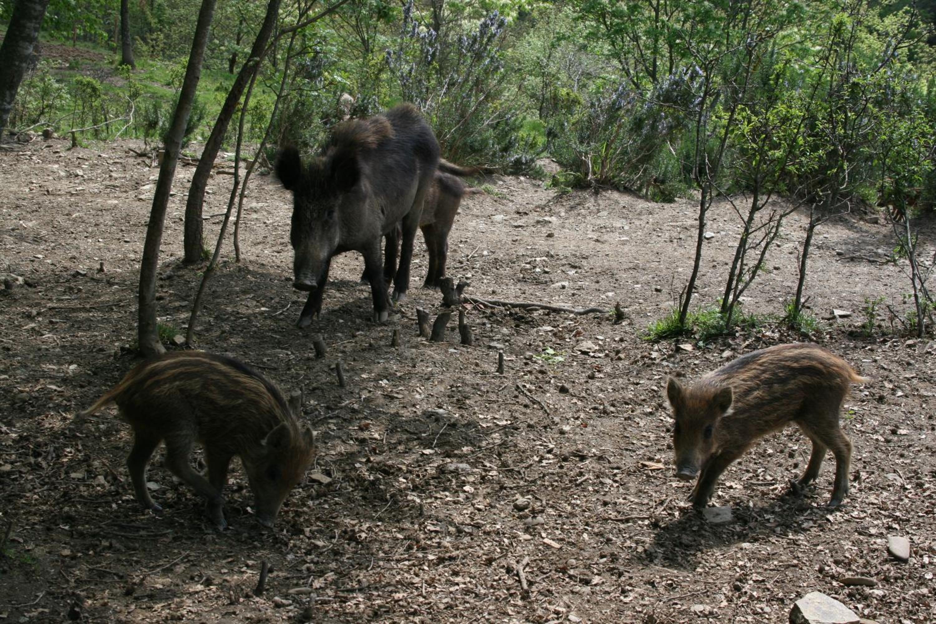 Photo 44