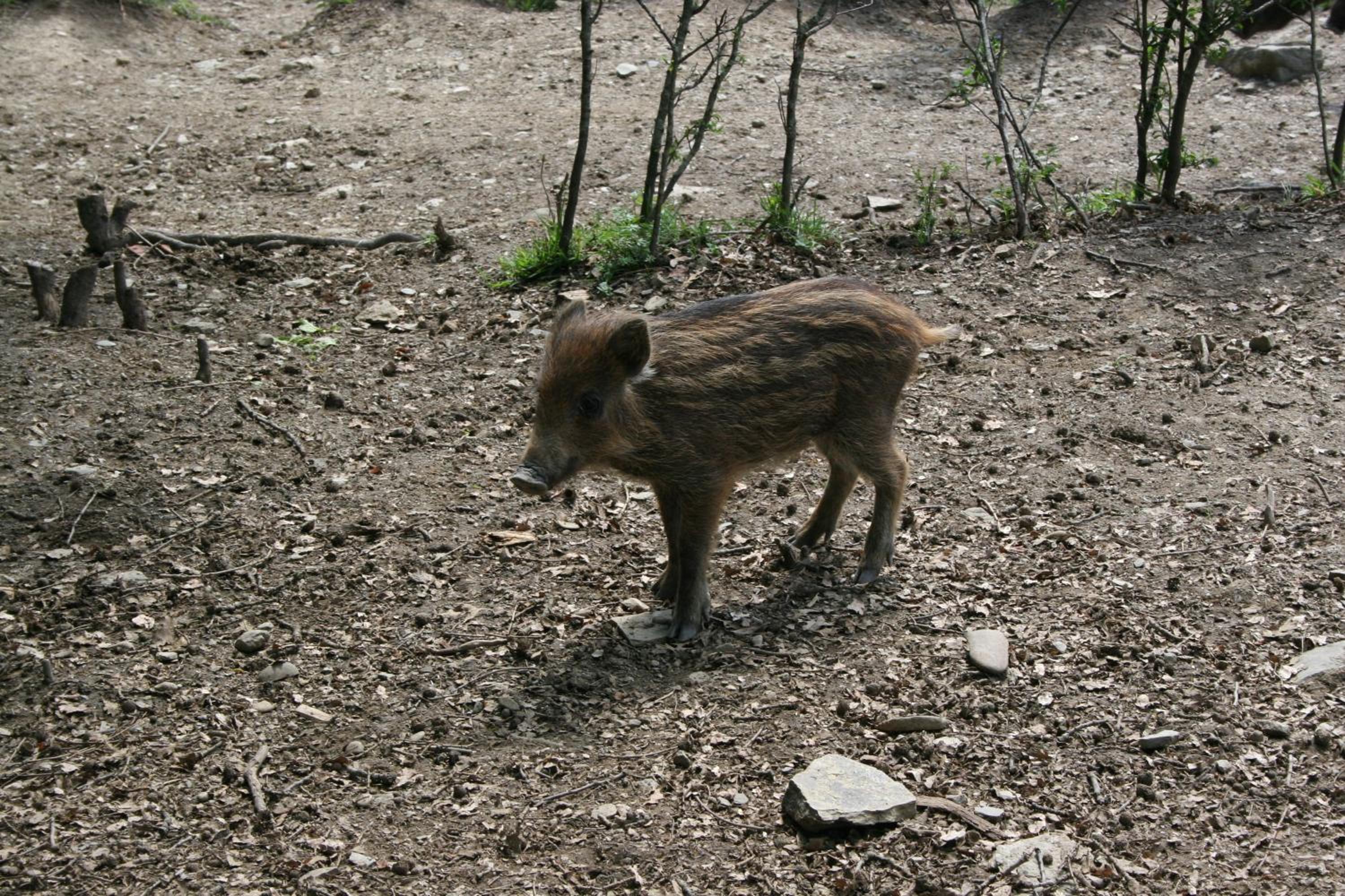 Photo 42