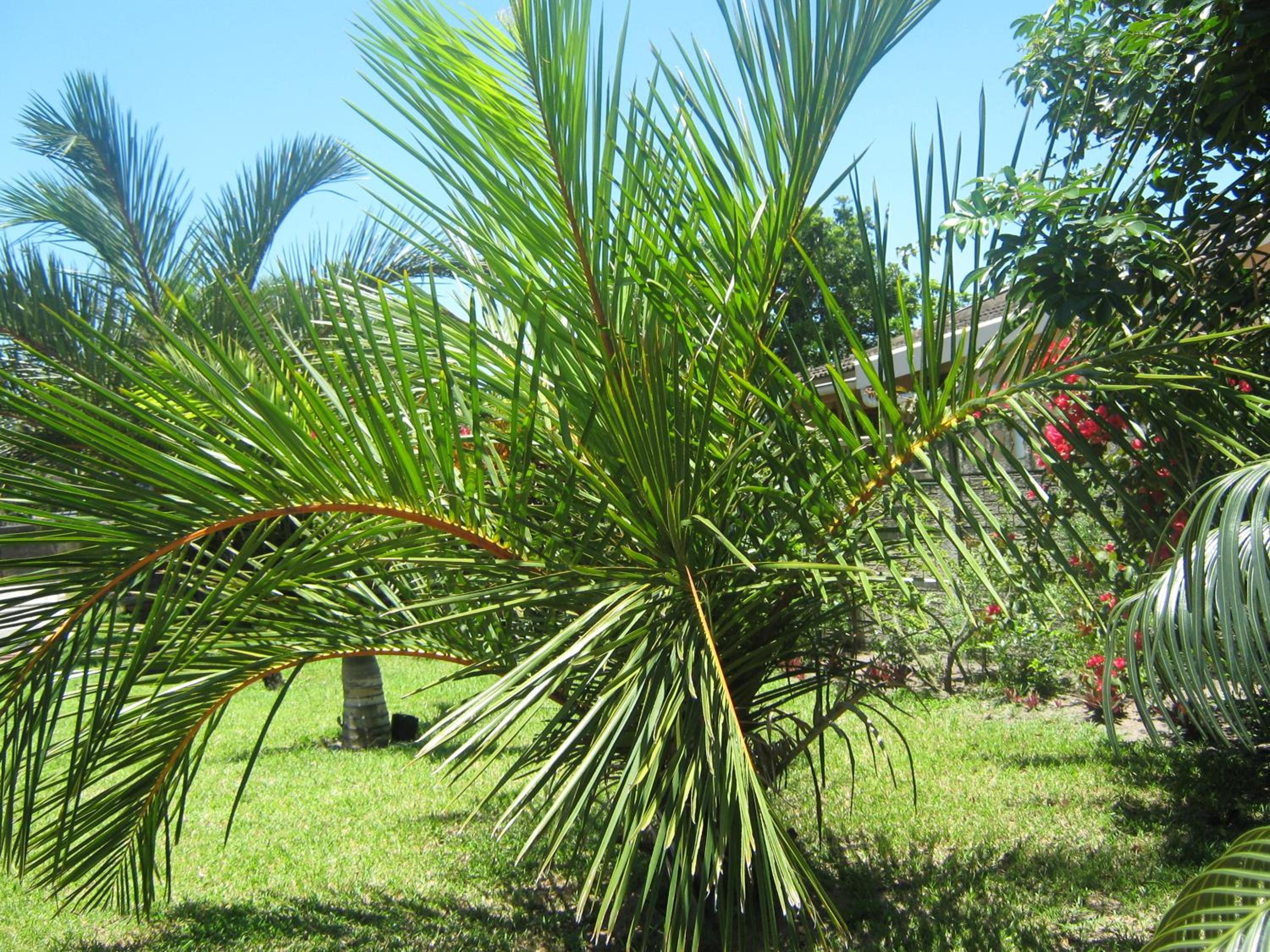 Palm Gardens Guesthouse view 3