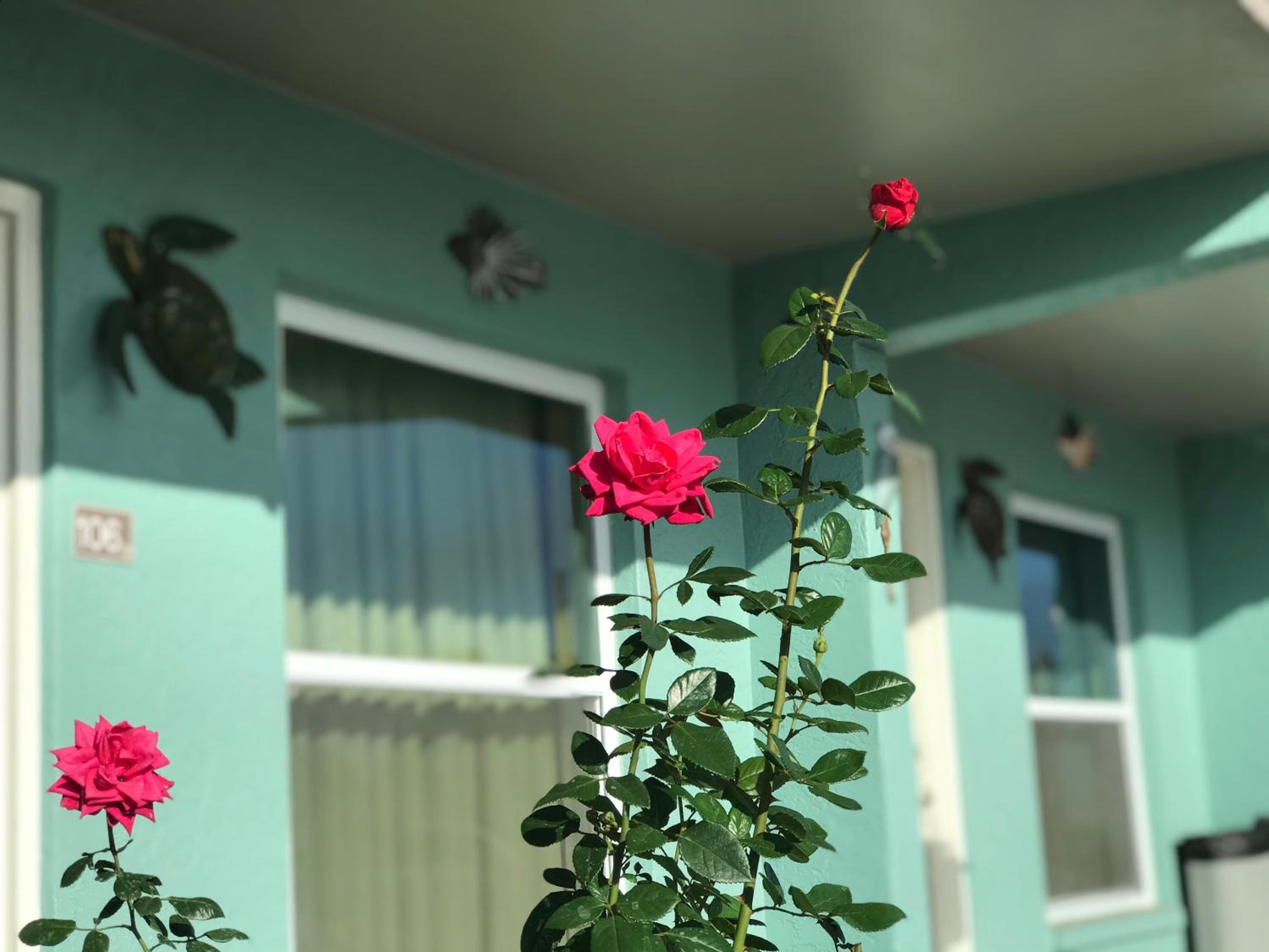 Immokalee Inn