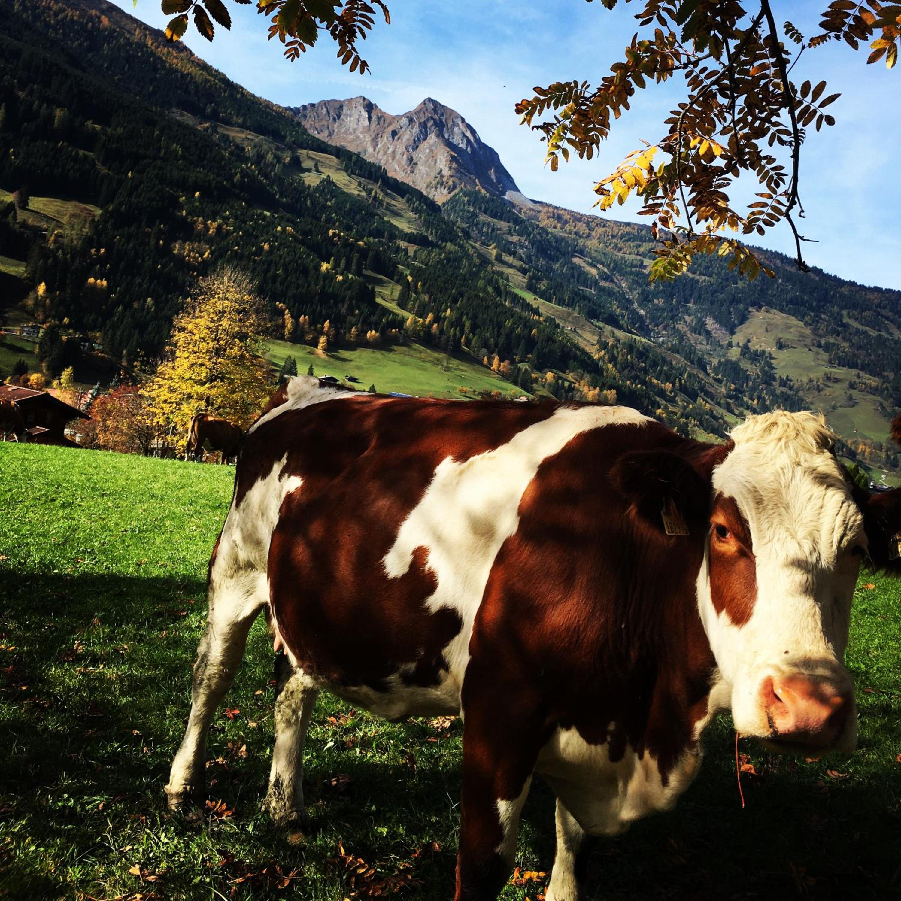 Chalet Franzi - Ruhiges Chalet mit Bergblick, Garten und gratis Eintritt ins Solarbad
