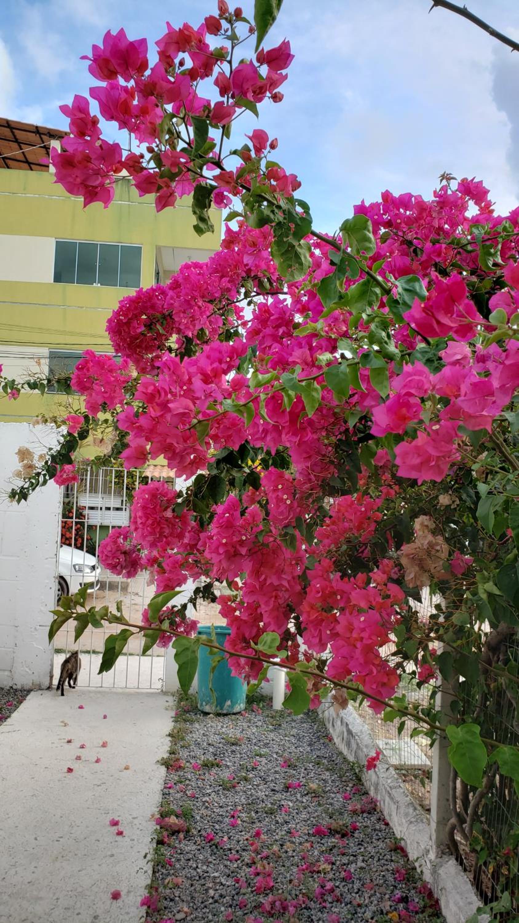 Solar Teixeira FLATS