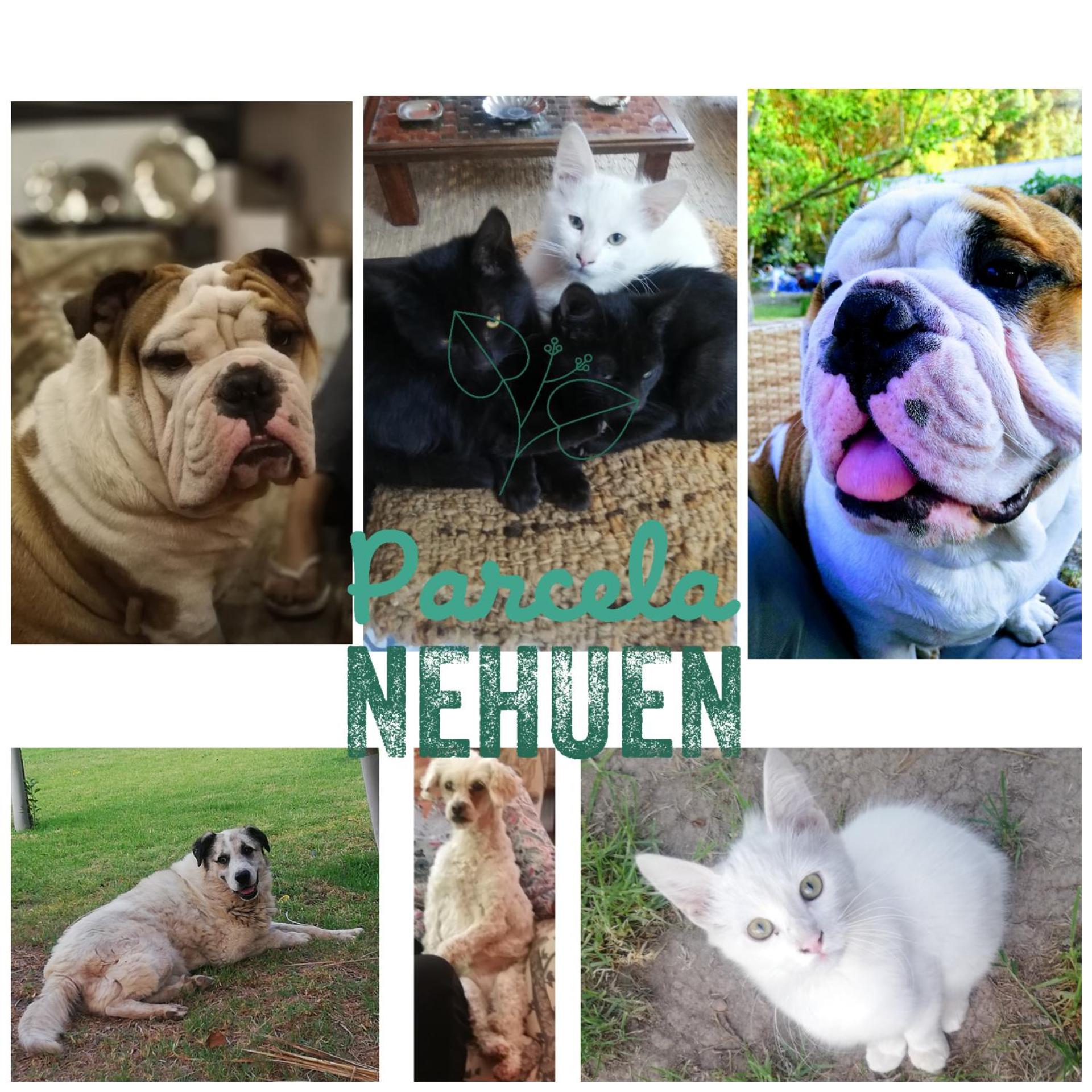 Parcela 9 Nehuen