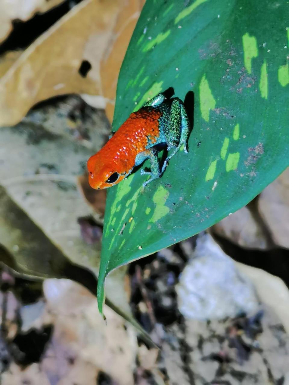 Photo 36