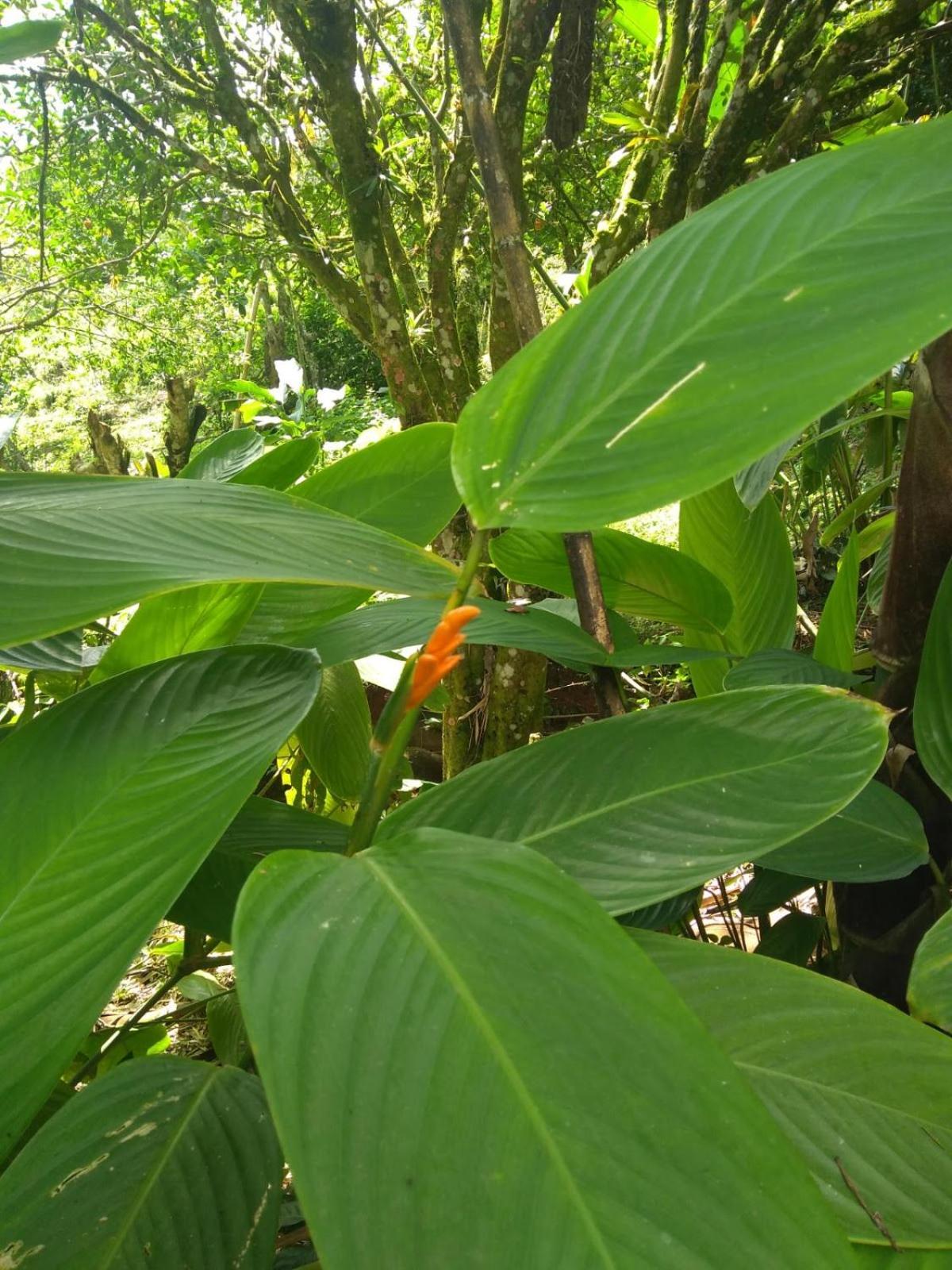 Finca Colibrí Zafiro, Altos del Rosario