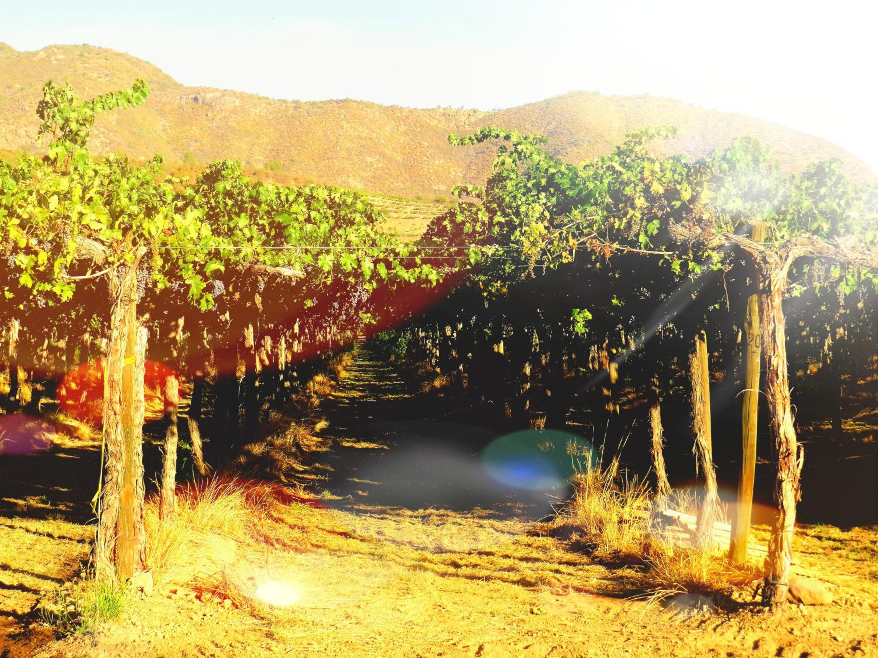 Encantador Loft, entre Viñas, Valles y Piscina Privada