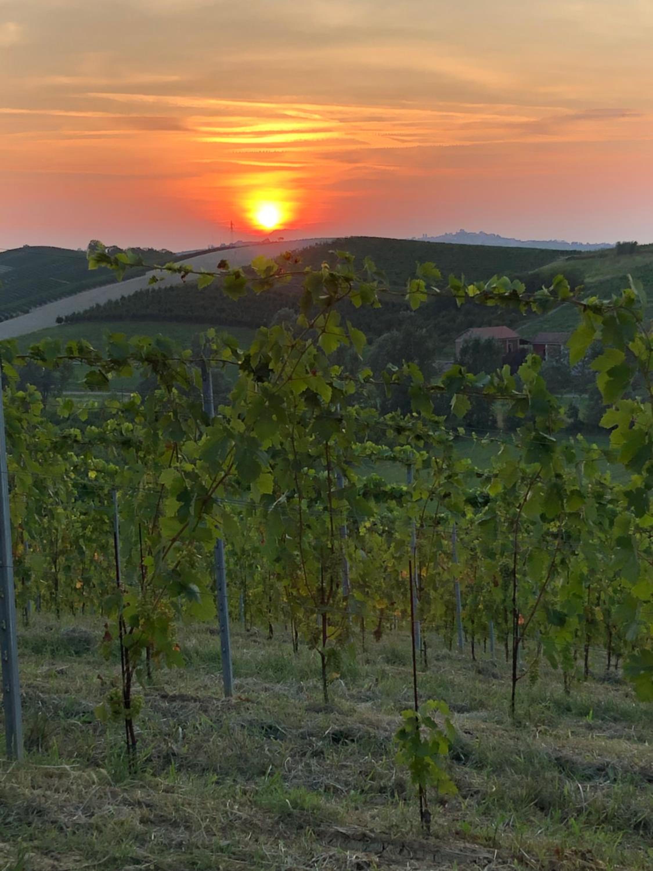 Villa Vigneto photo 4