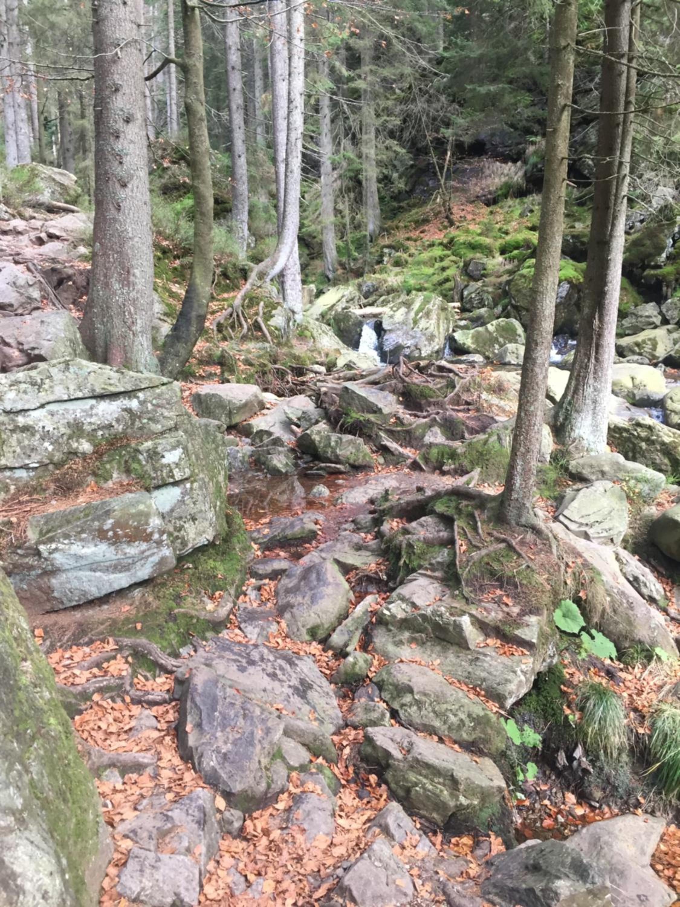 Photo 41