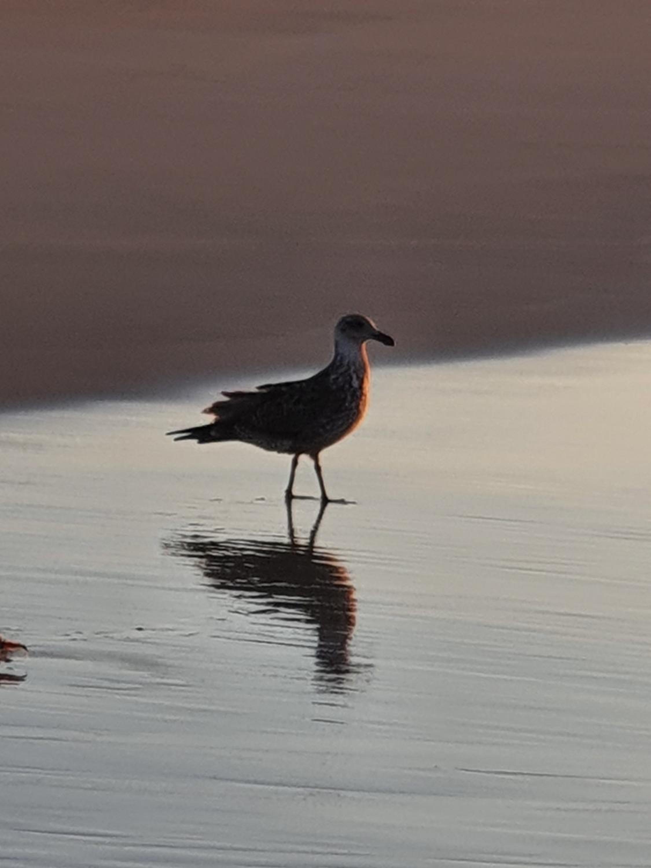Gull's Stilbaai