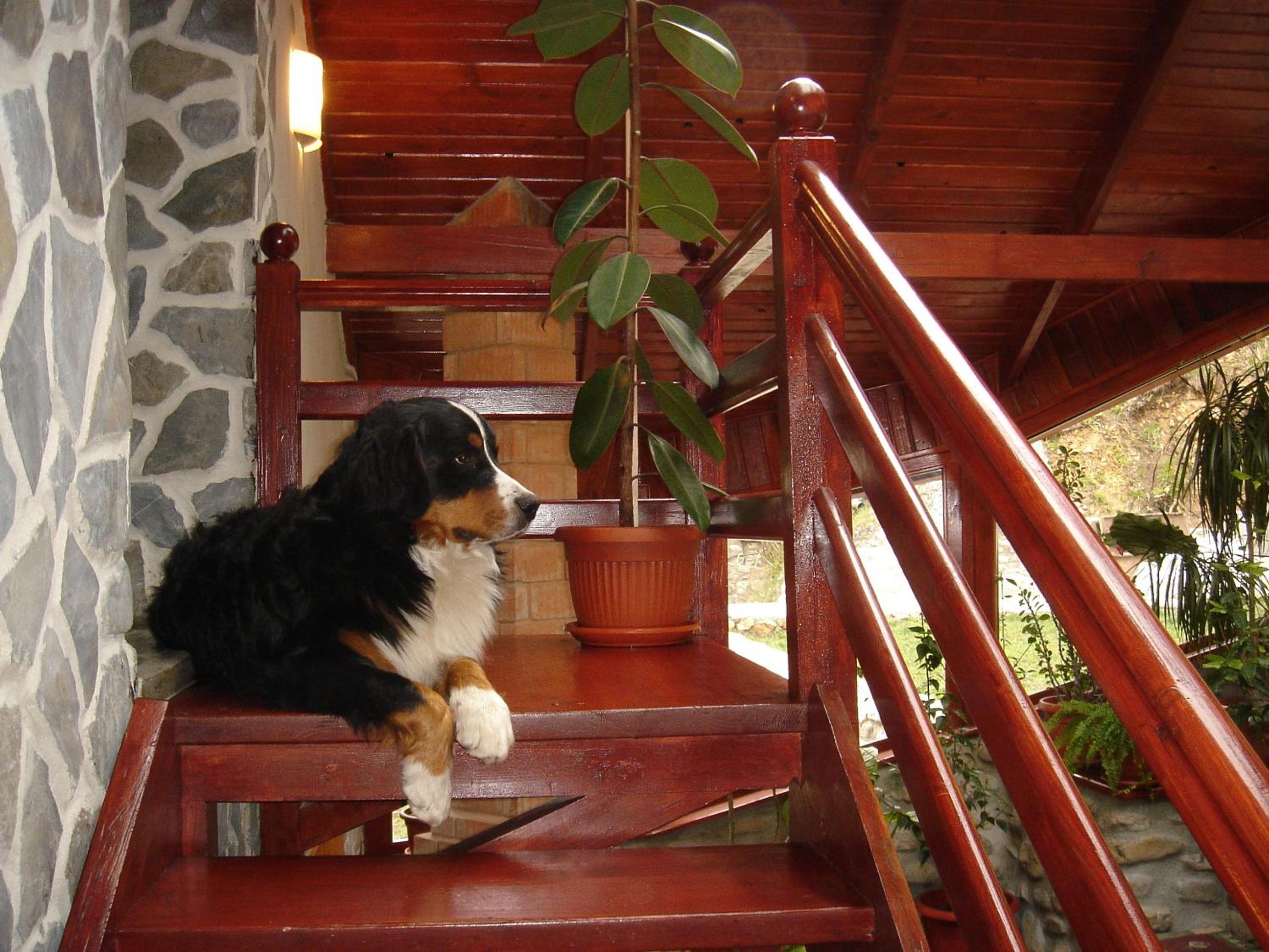 Photo 46