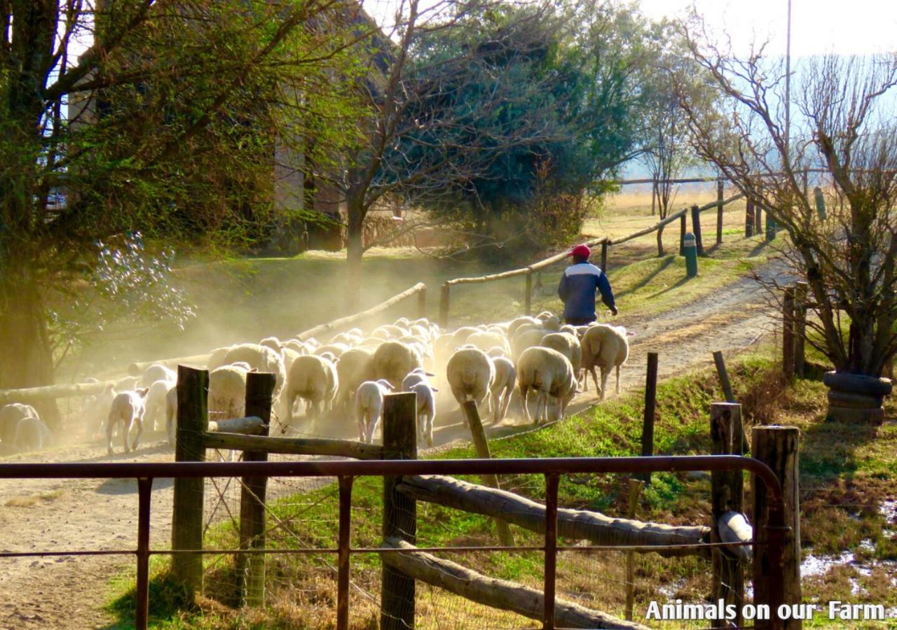 Ardmore Guest Farm