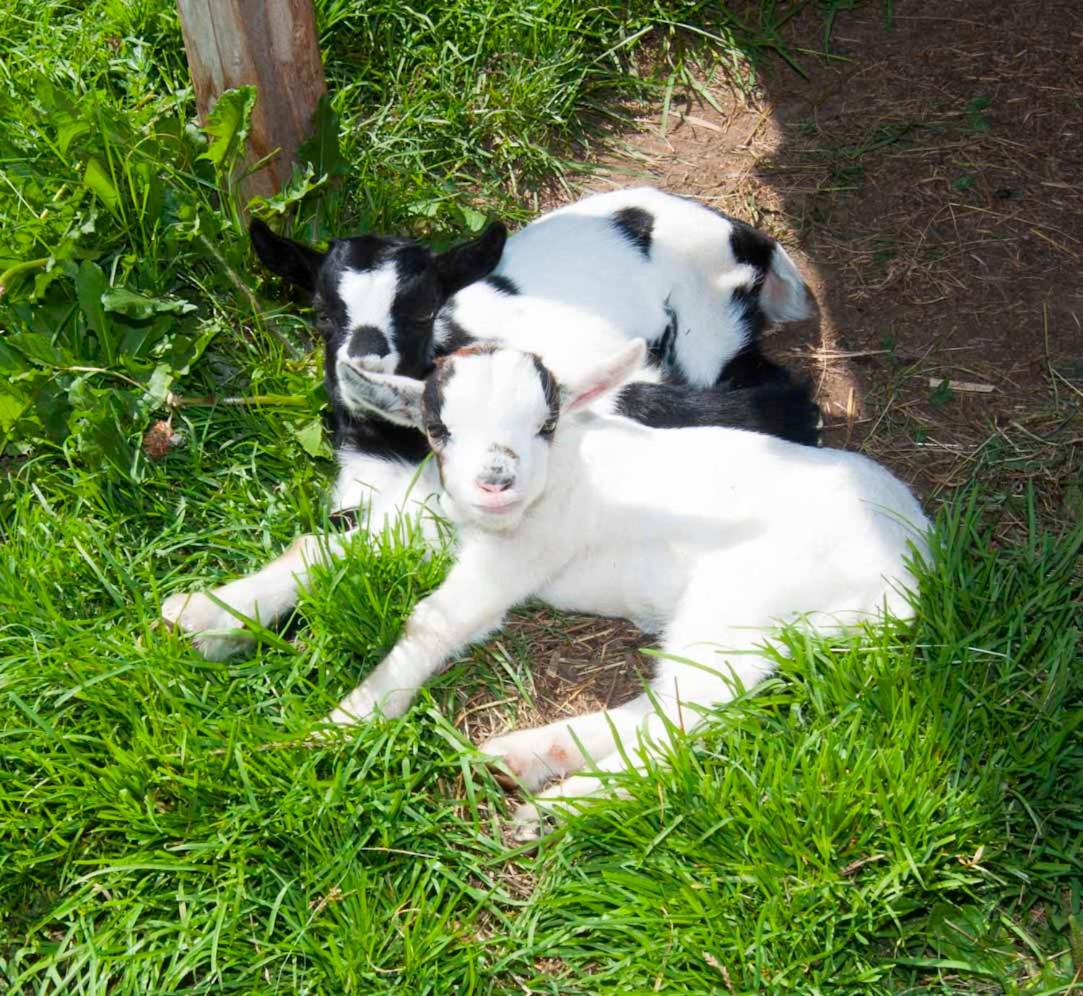 Mooserhof