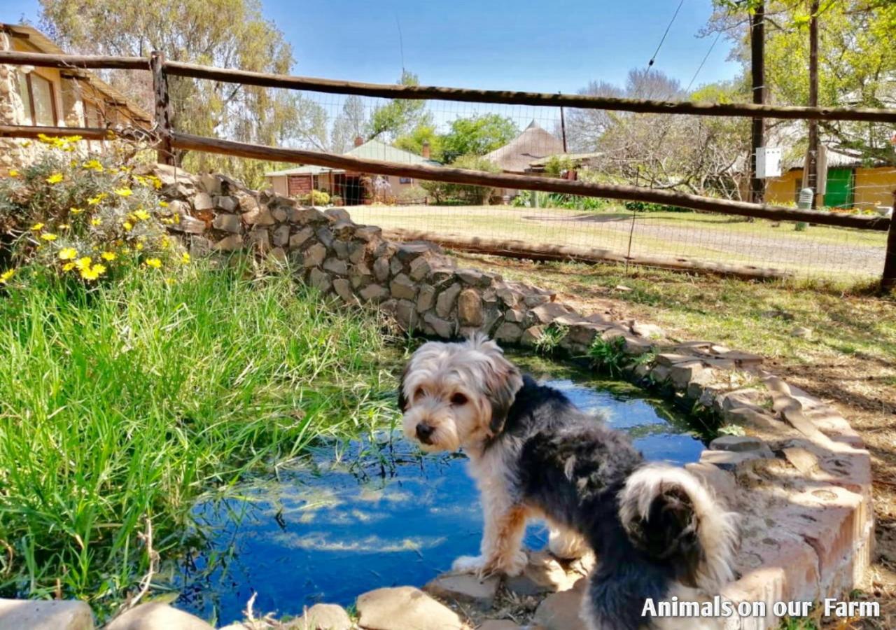 Ardmore Guest Farm