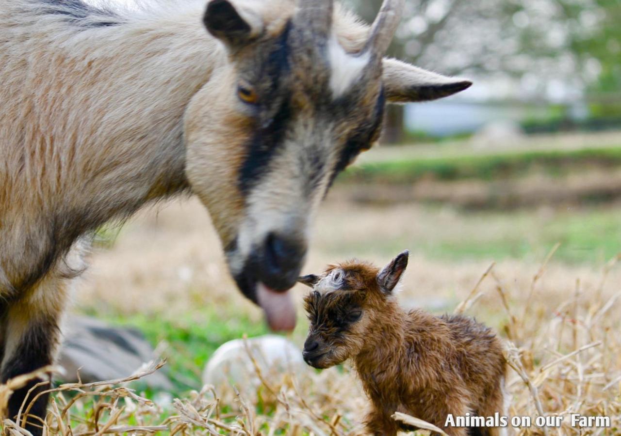 Ardmore Guest Farm
