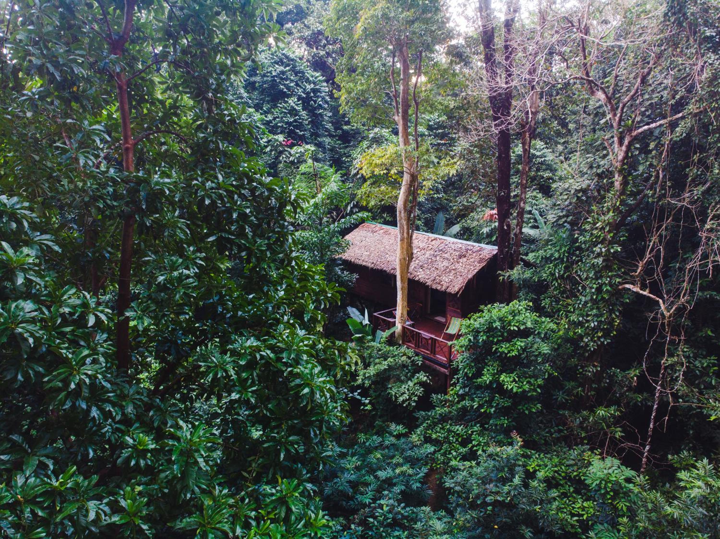Our Jungle House