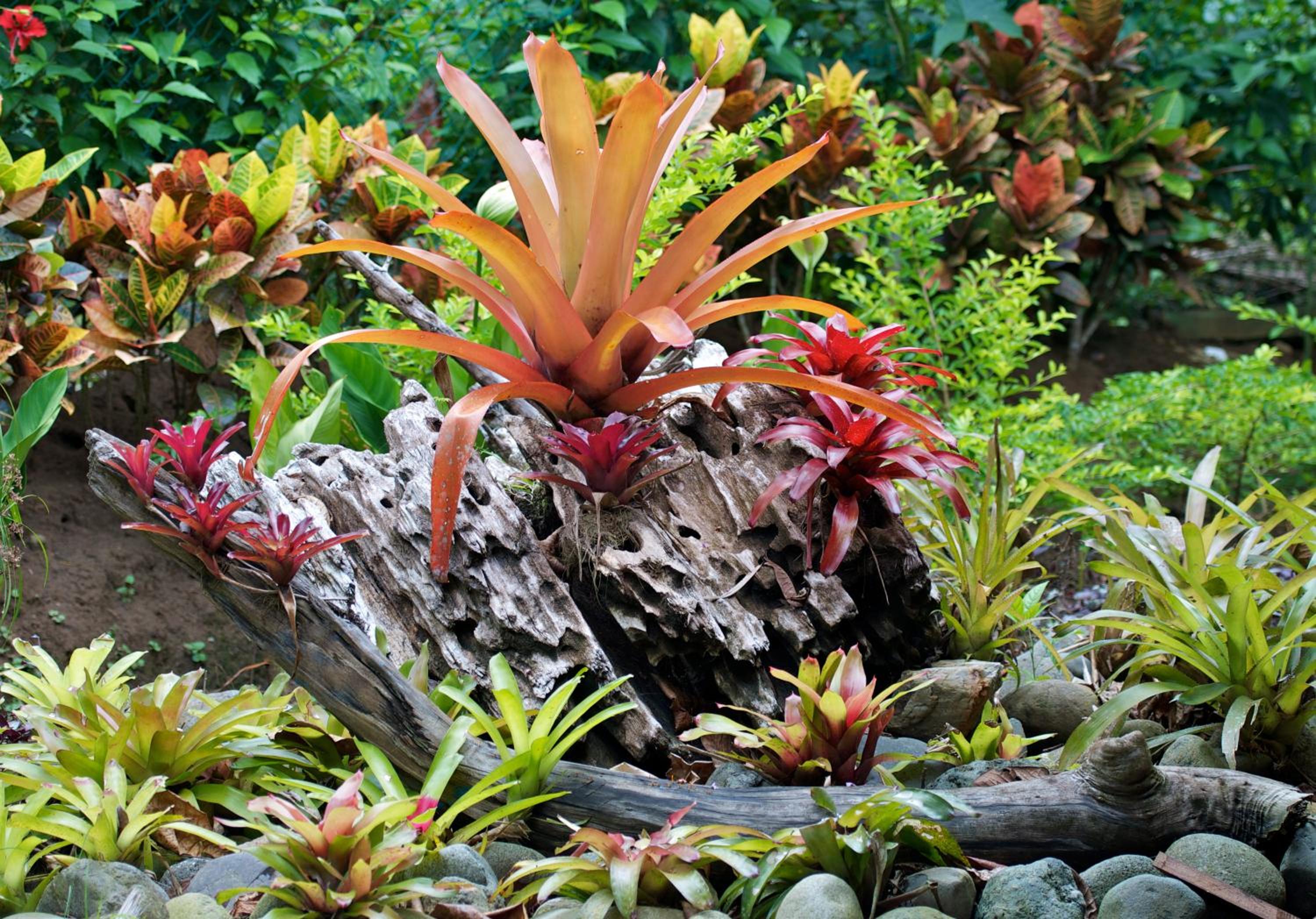 Costa Rica Caribbean Coast Vacations - Physis Caribbean Bed  Breakfast - Property Image 4