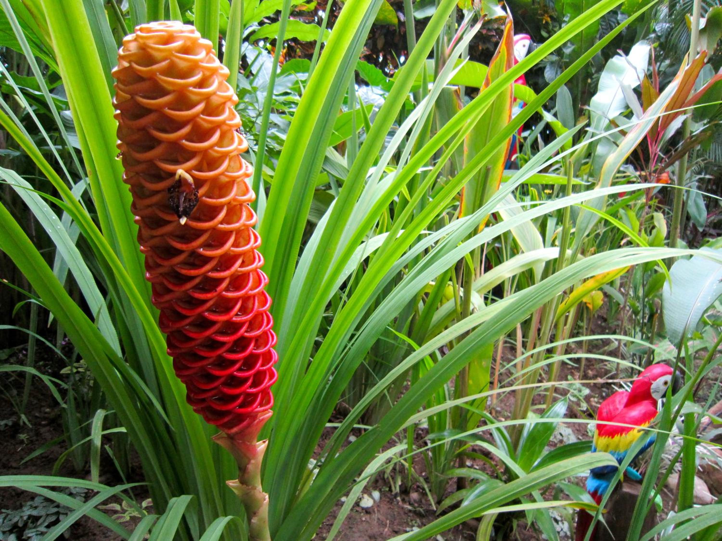 Costa Rica Caribbean Coast Vacations - Physis Caribbean Bed  Breakfast - Property Image 5