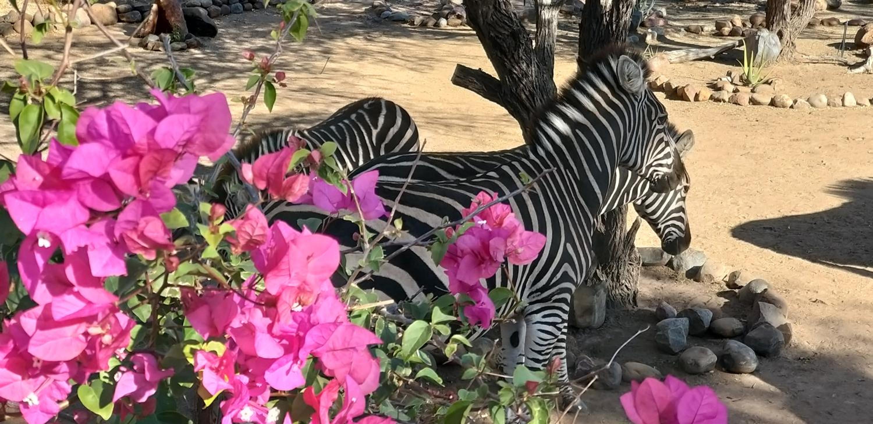 Hidden 2-Bedroom Gem In A Quiet Wildlife Estate