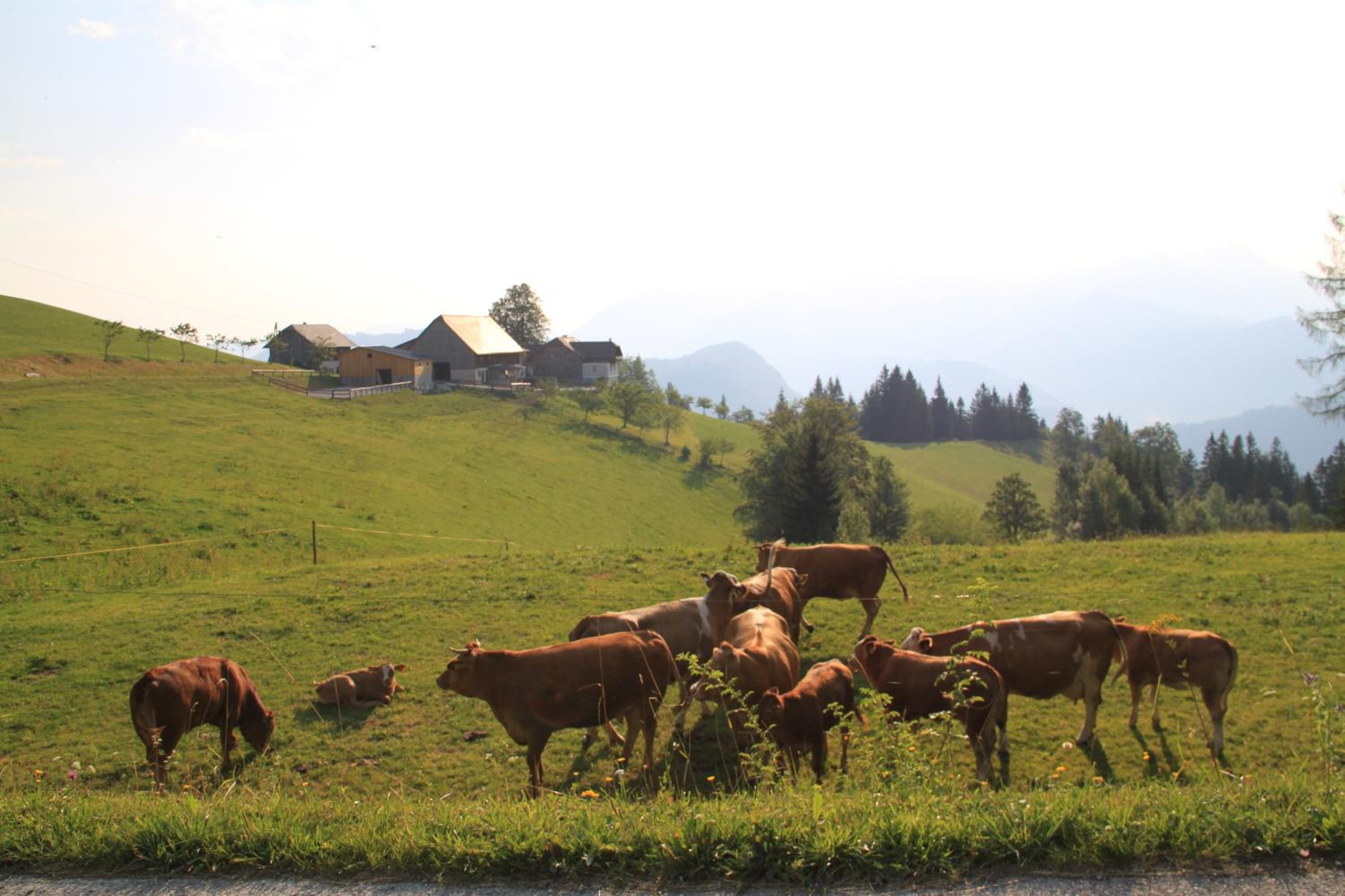BIO-Bauernhof Kurzeck