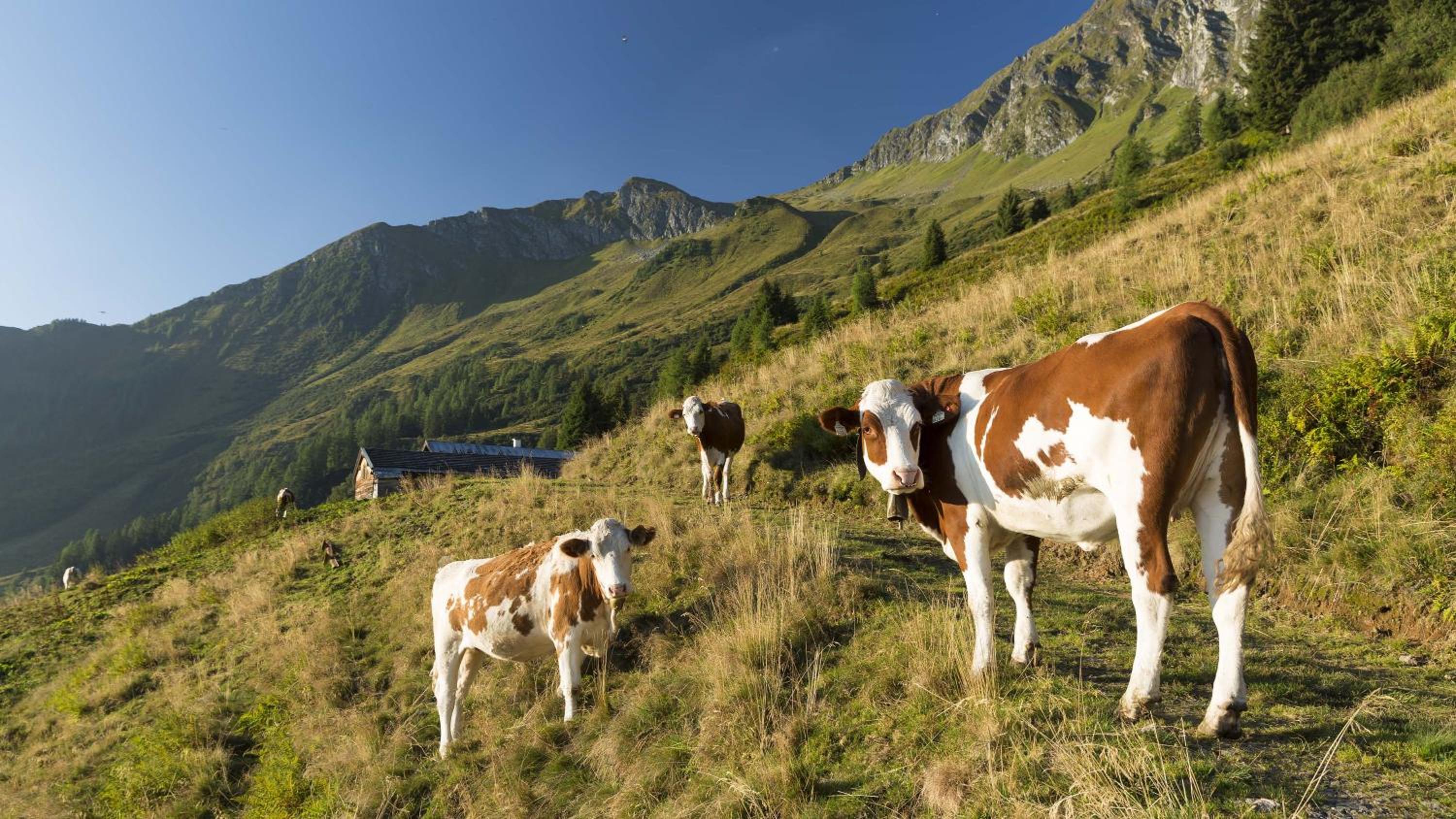 Ferienwohnung Thurn-ummerstall