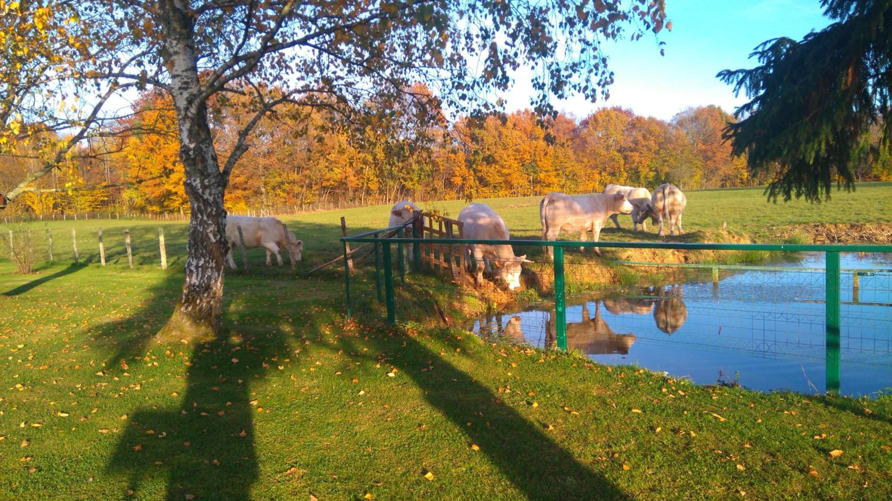 La mare aux grenouilles view 5
