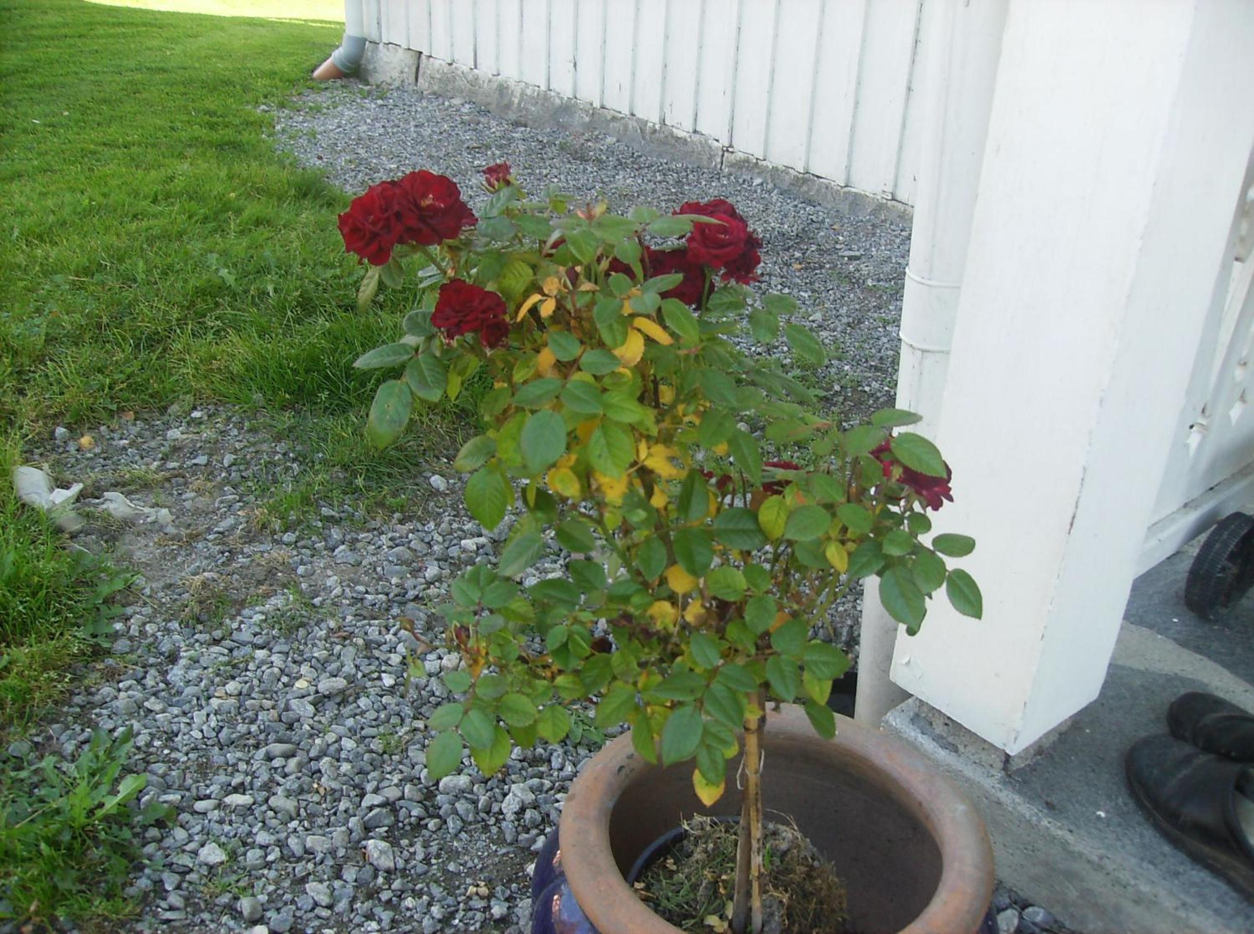 Photo 52