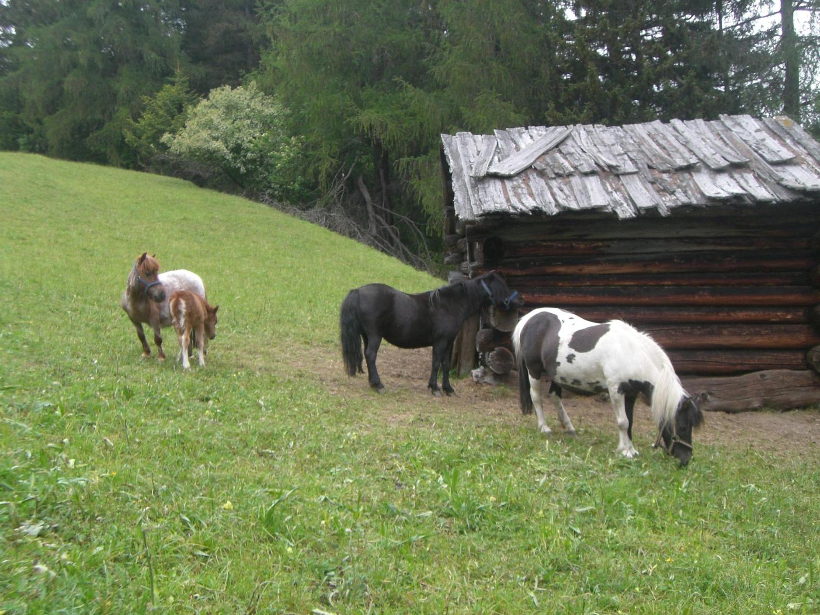 Photo 52