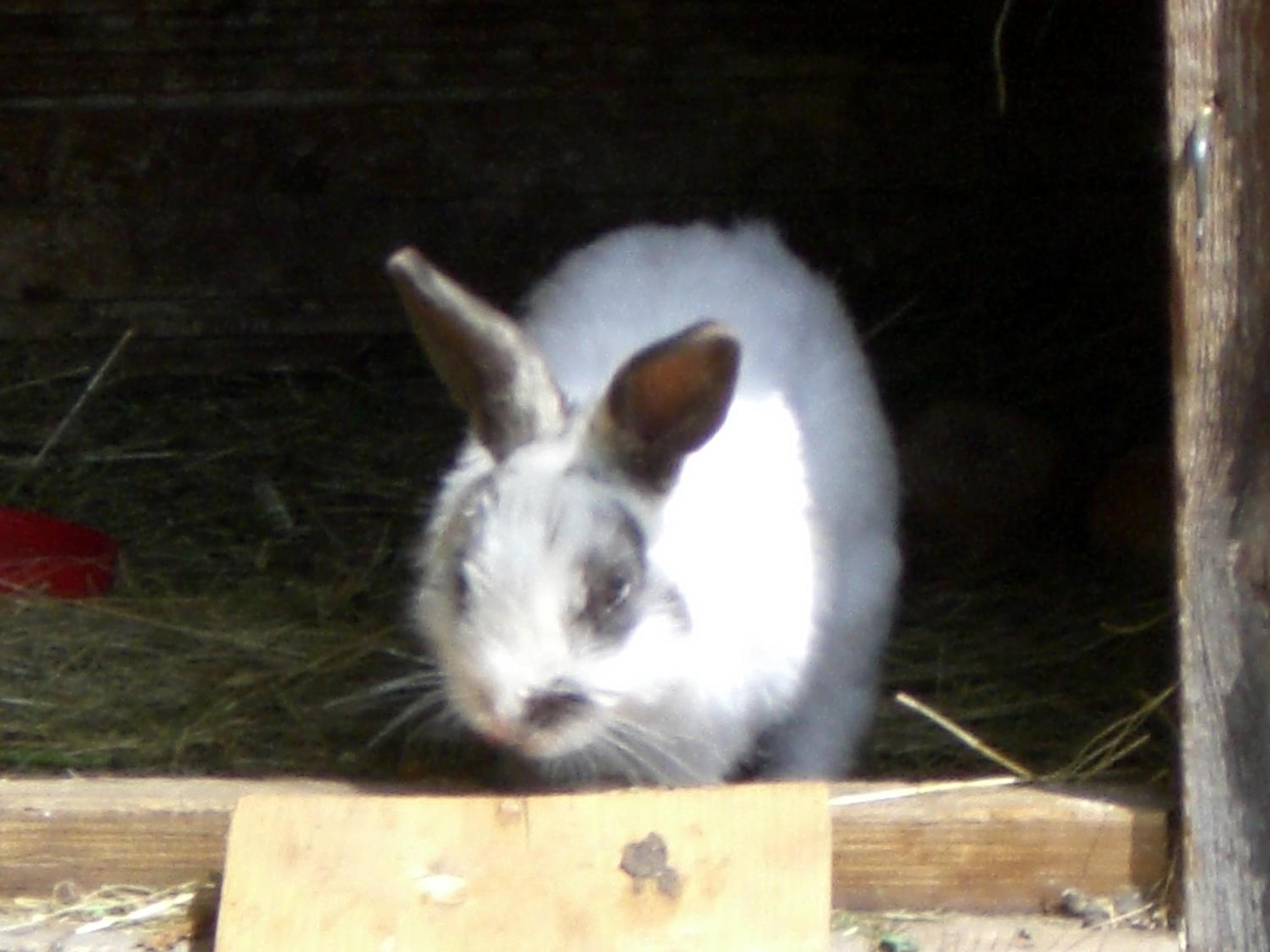 Photo 54