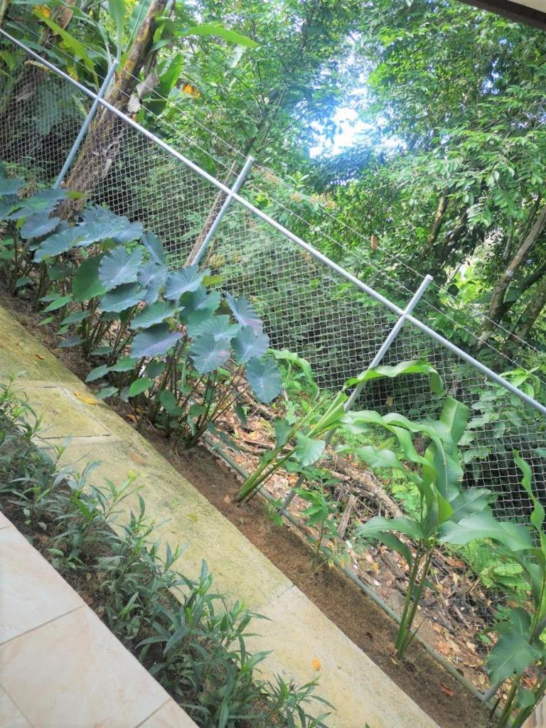 AroCocles (Lucía)