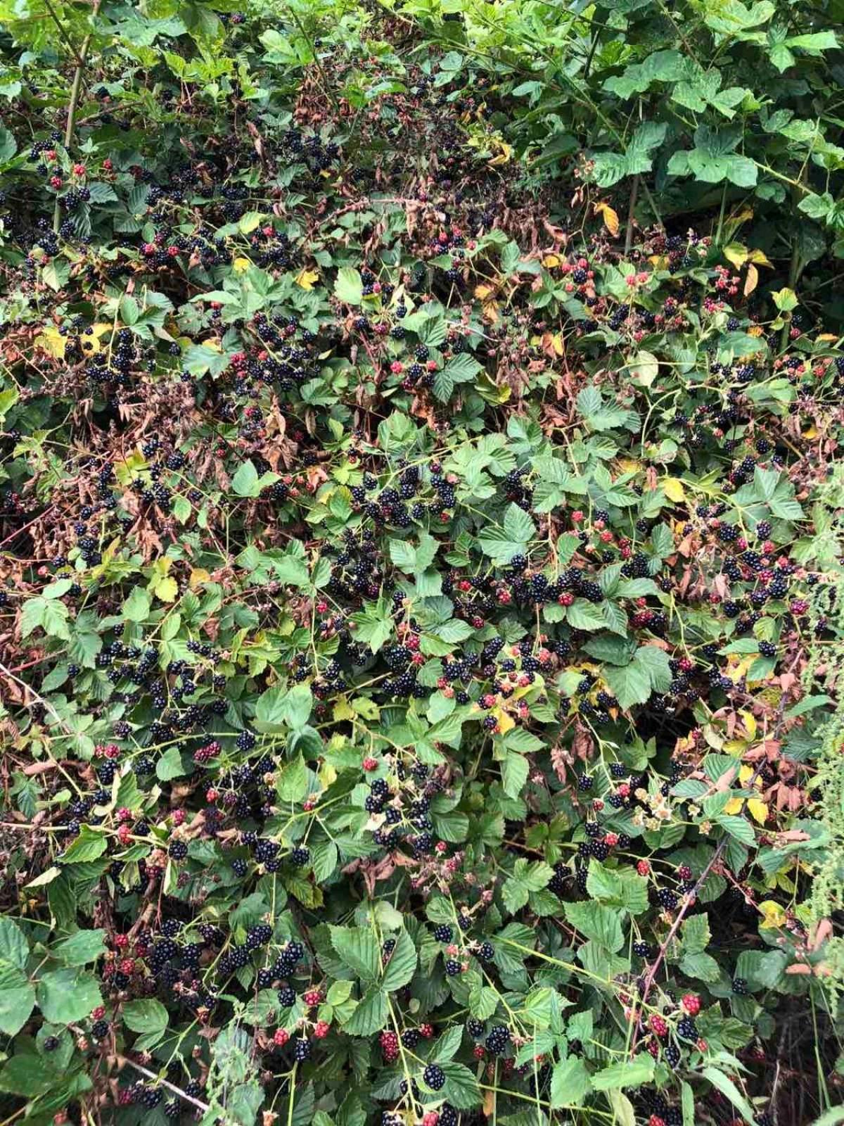 Photo 31