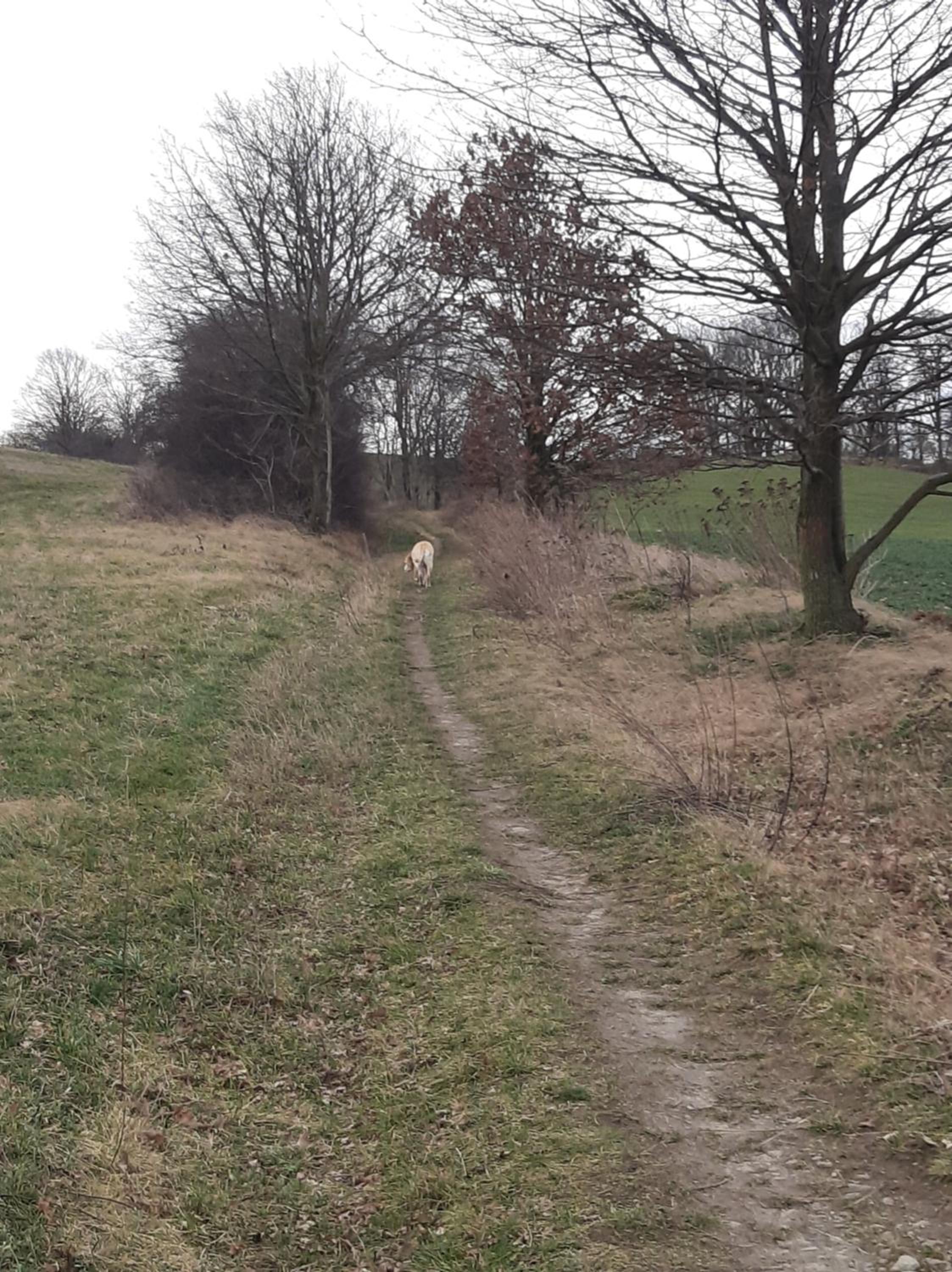 Loftwohnung beim Winzer - grün & stadtnah - Hund willkommen