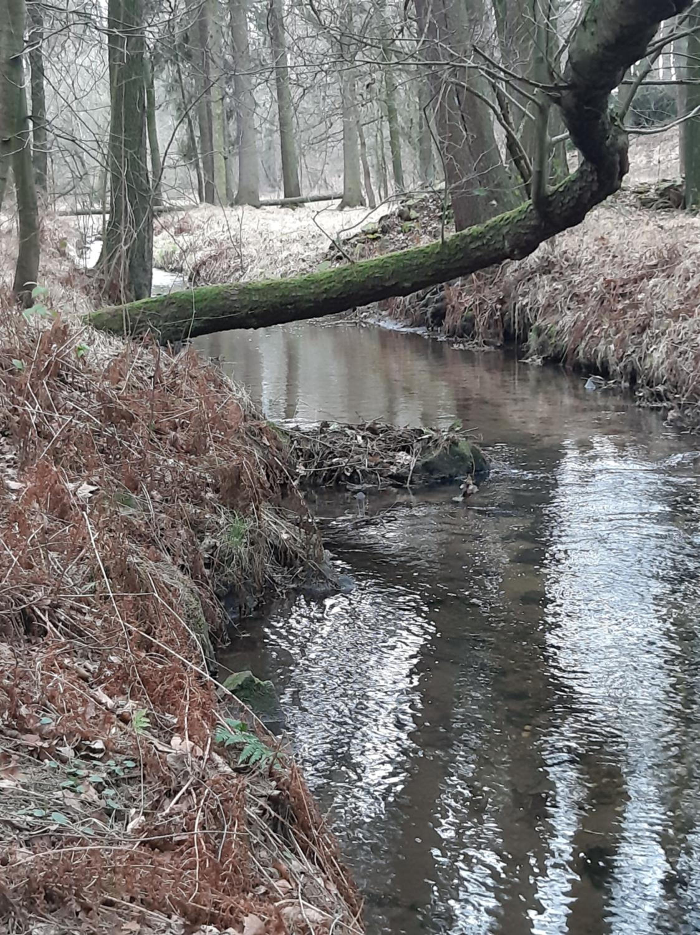 Loftwohnung beim Winzer - grün & stadtnah - Hund willkommen