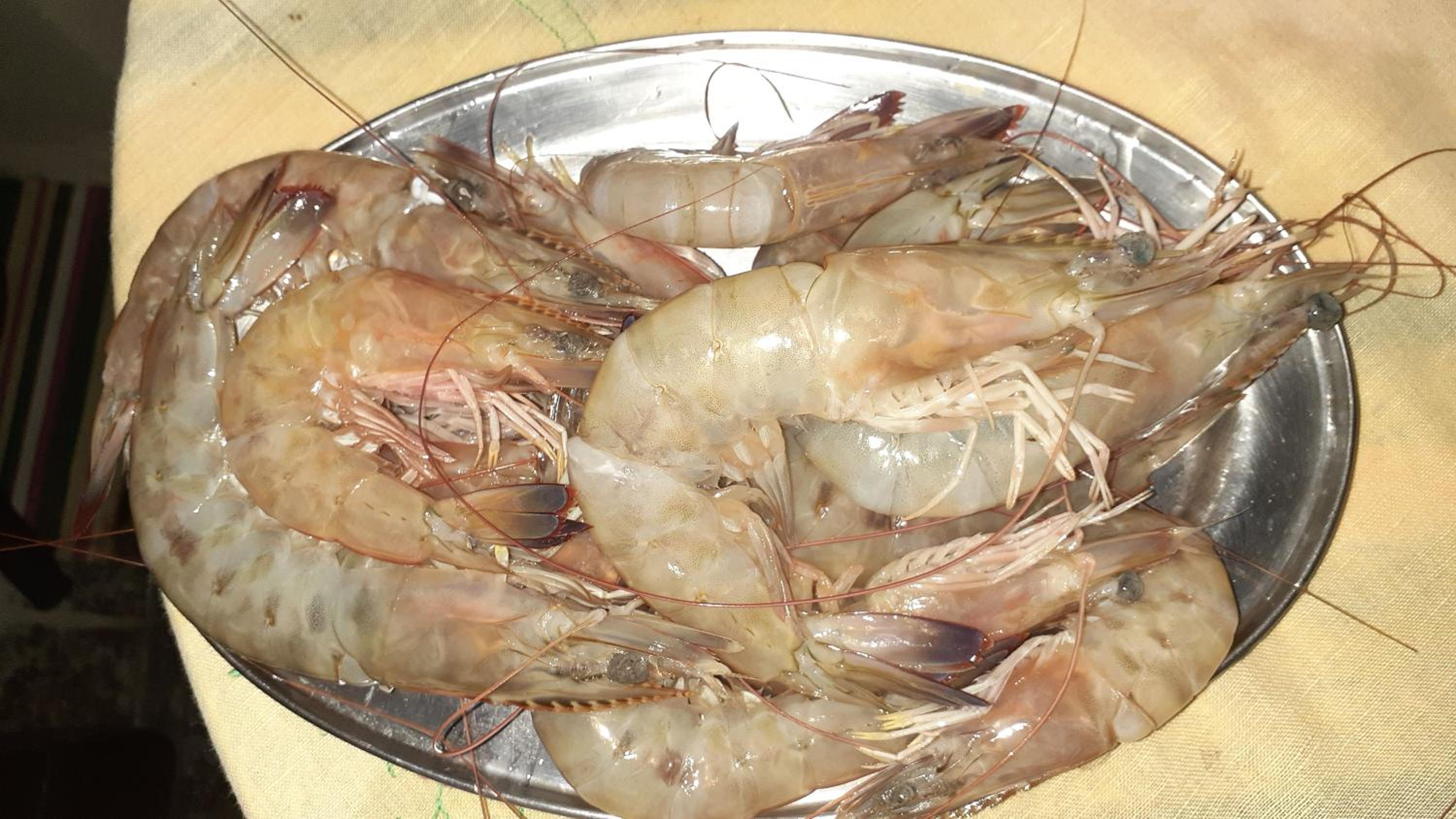 Saracura